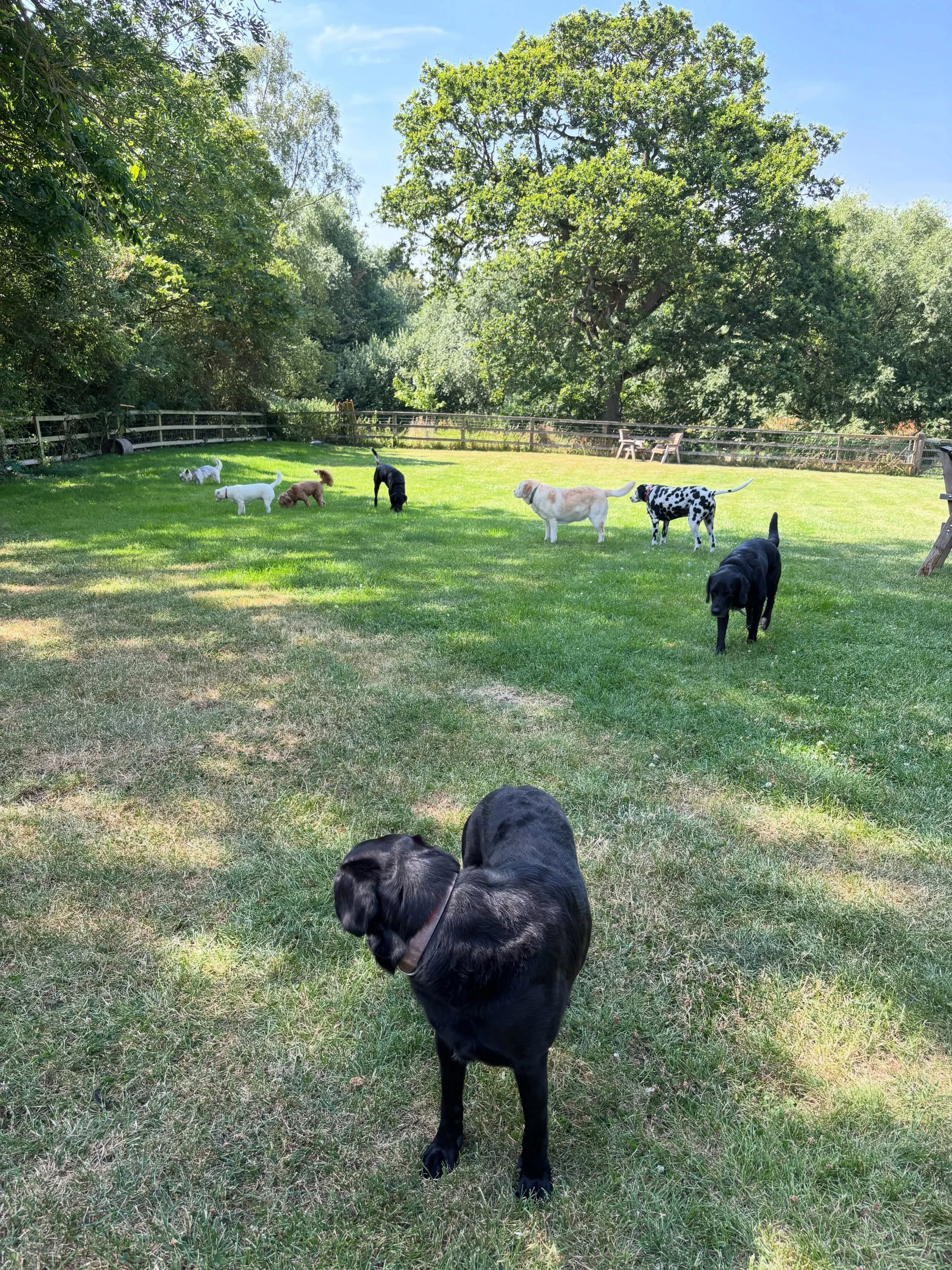 Right you lot, remember to stay in the shade! #cooldog #doggydaycare #homeboardingfordogs #suffolk #woodbridge