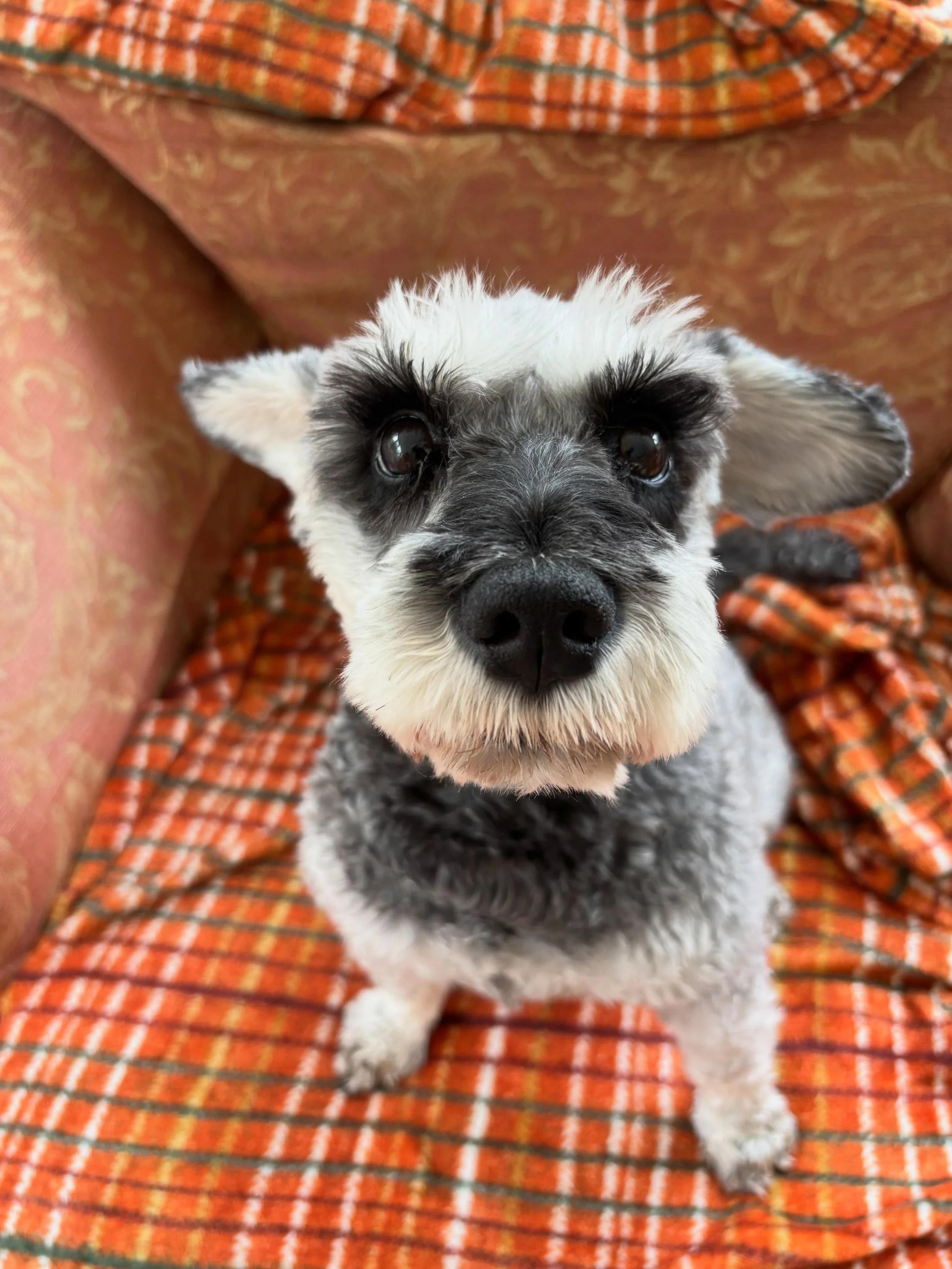 I&rsquo;m waiting for the announcement to remove VAT on dog biscuits #primeminister #doggydaycare #homeboardingfordogs #suffolk #nokennels