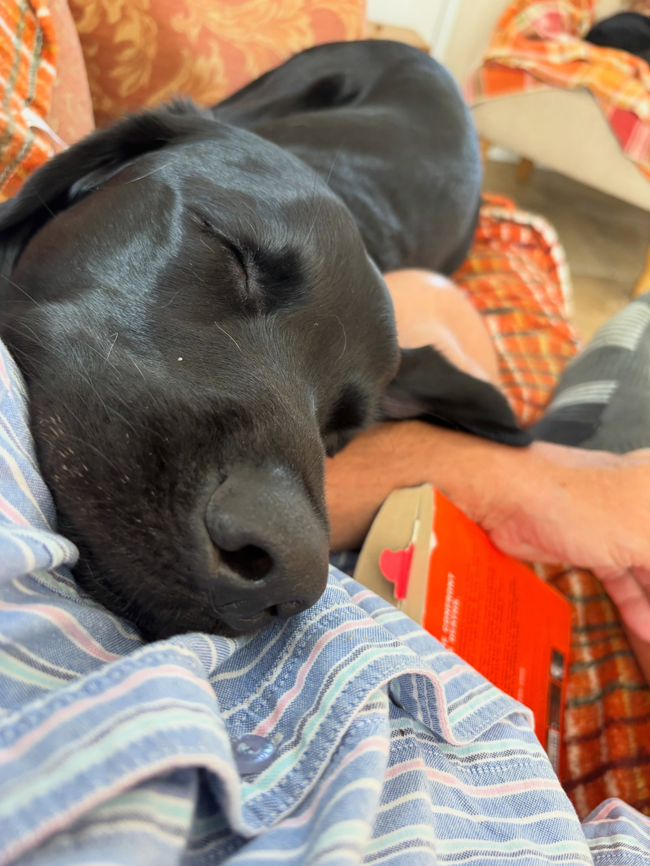 I only sat down the read my book! #nohouseworktoday #doggydaycare #homeboardingfordogs #suffolk #halesworth