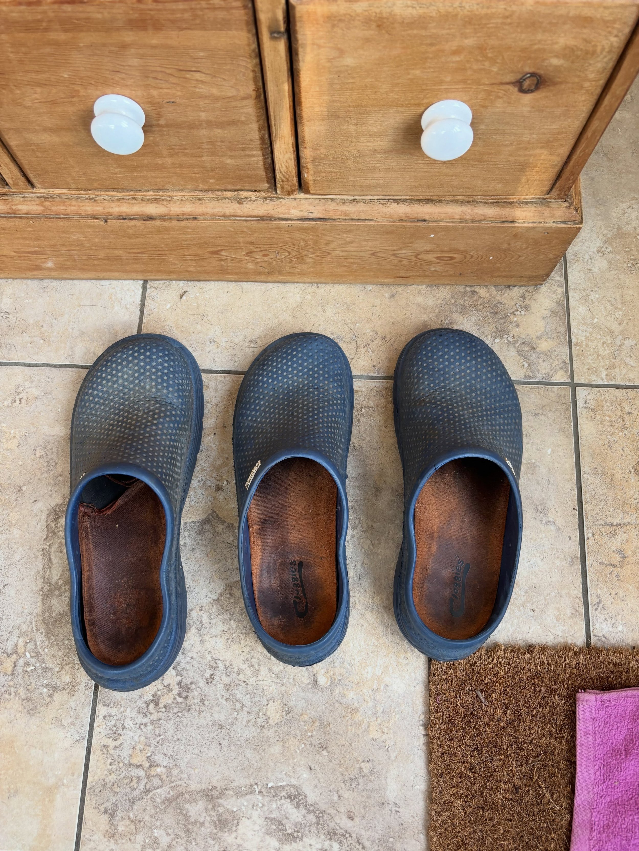How you know when a spaniel is staying! #shoecollector #homeboardingfordogs #doggydaycare #neverkennels #suffolk