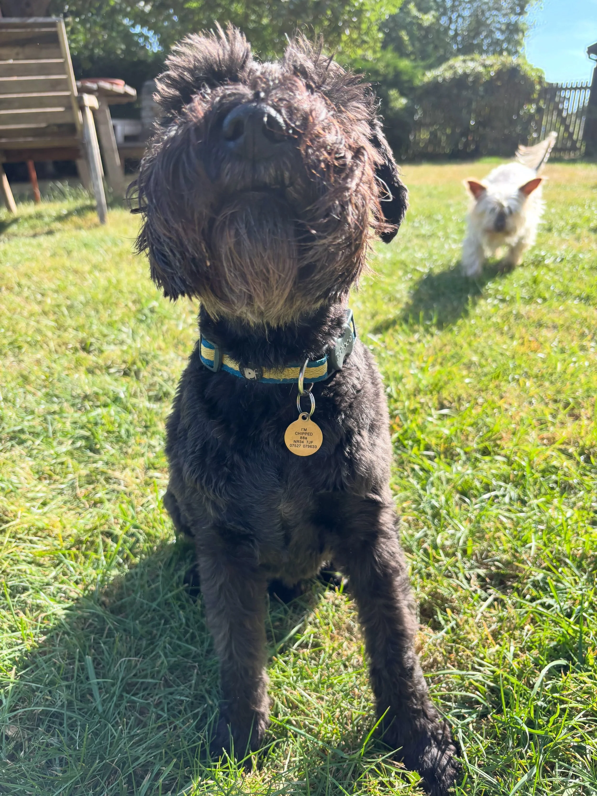 Don&rsquo;t look now &hellip;! #hesbehindyou #homeboardingfordogs #doggydaycare #halesworth #woodbridge