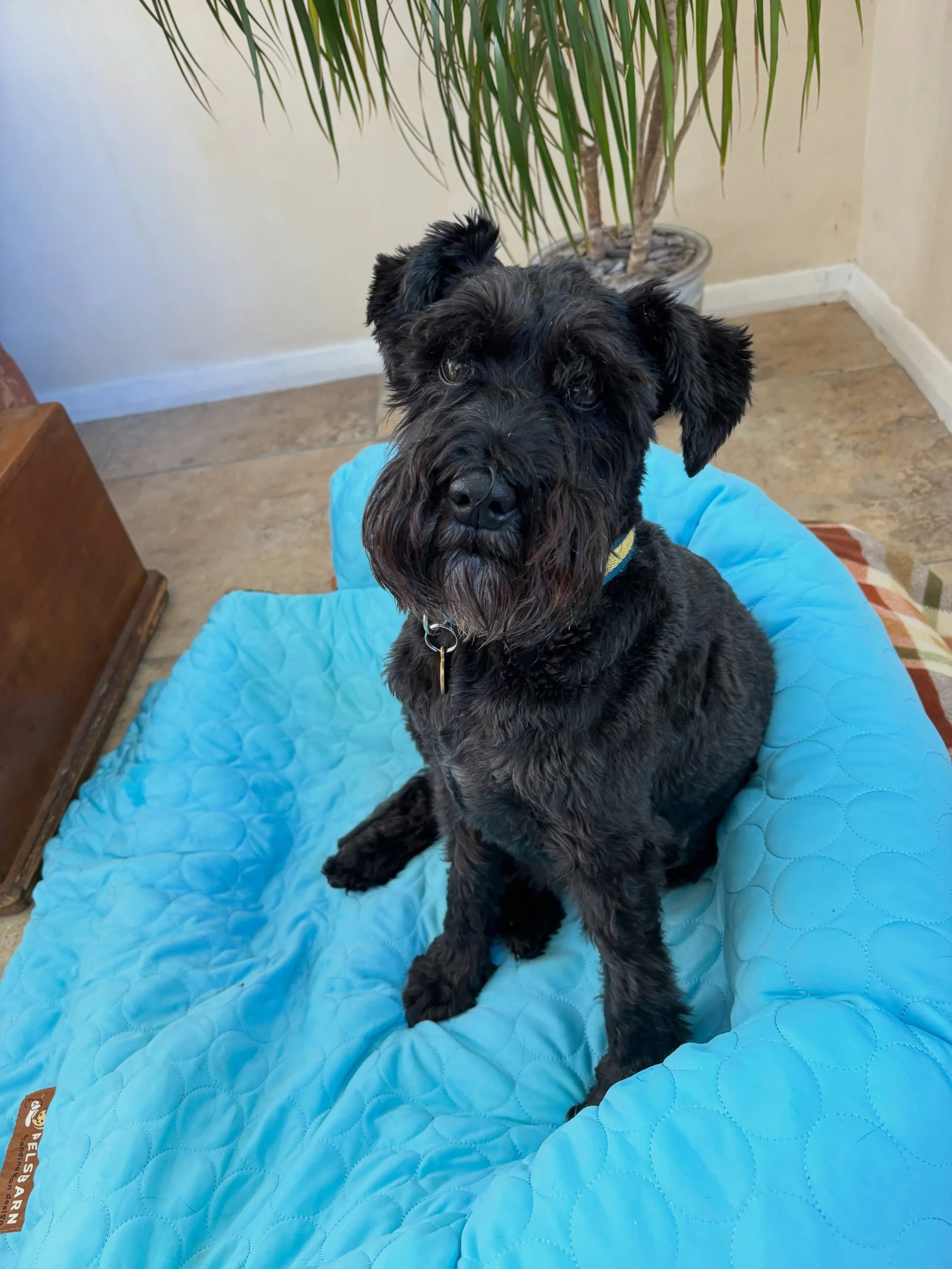 Just chilling on the cool bed! #keepingcool #smartdog #homeboardingfordogs #doggydaycare #halesworth