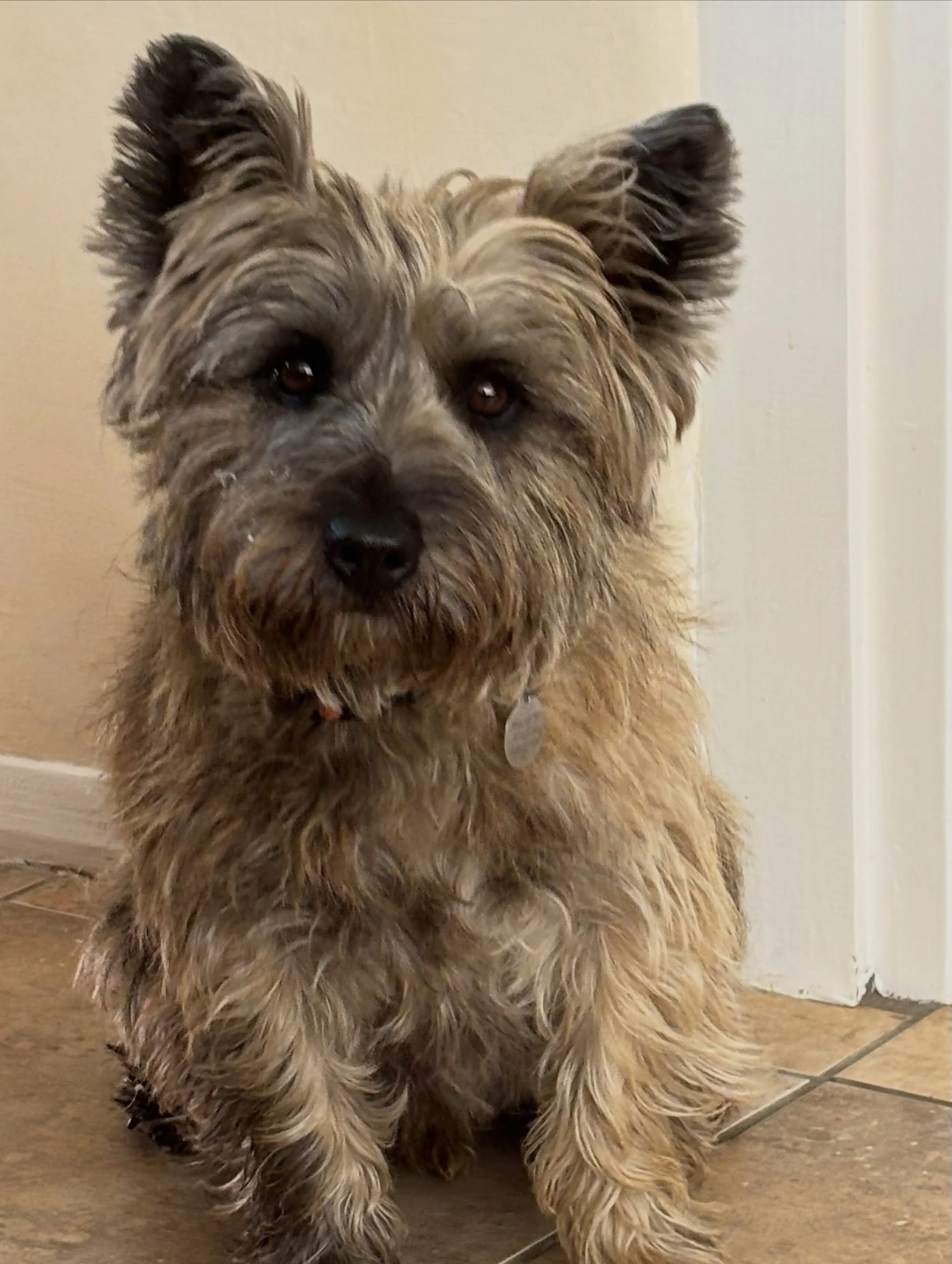 What? No wait, it wasn&rsquo;t me, whatever happened I have an alibi! #butterwouldntmelt #cairnsofinstagram #homeboardingfordogs #doggydaycare #suffolk