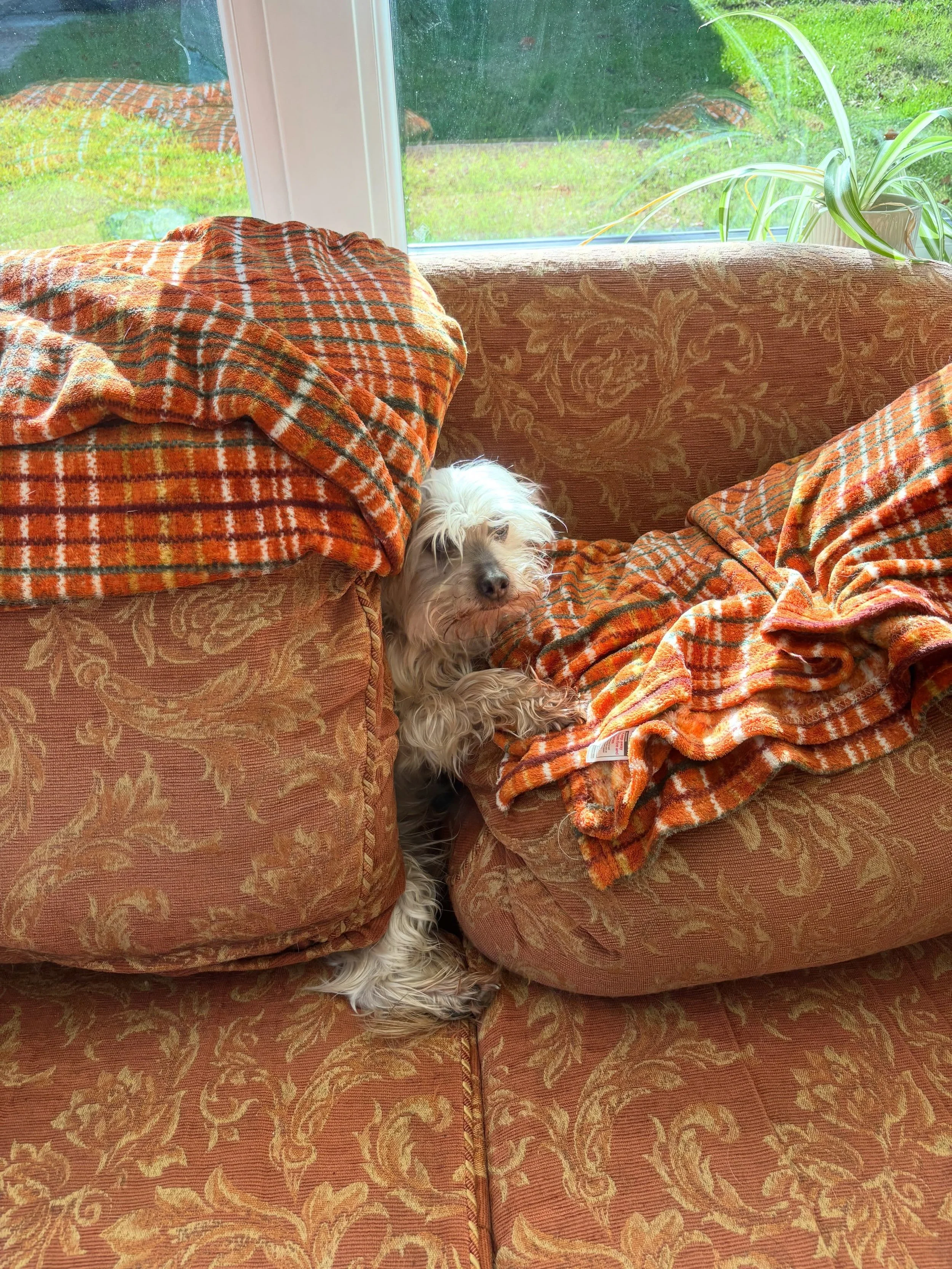 When history is written this will be remembered as the great sofa disaster! #doglife #doggydaycare #homeboardingfordogs #suffolk #aldeburgh