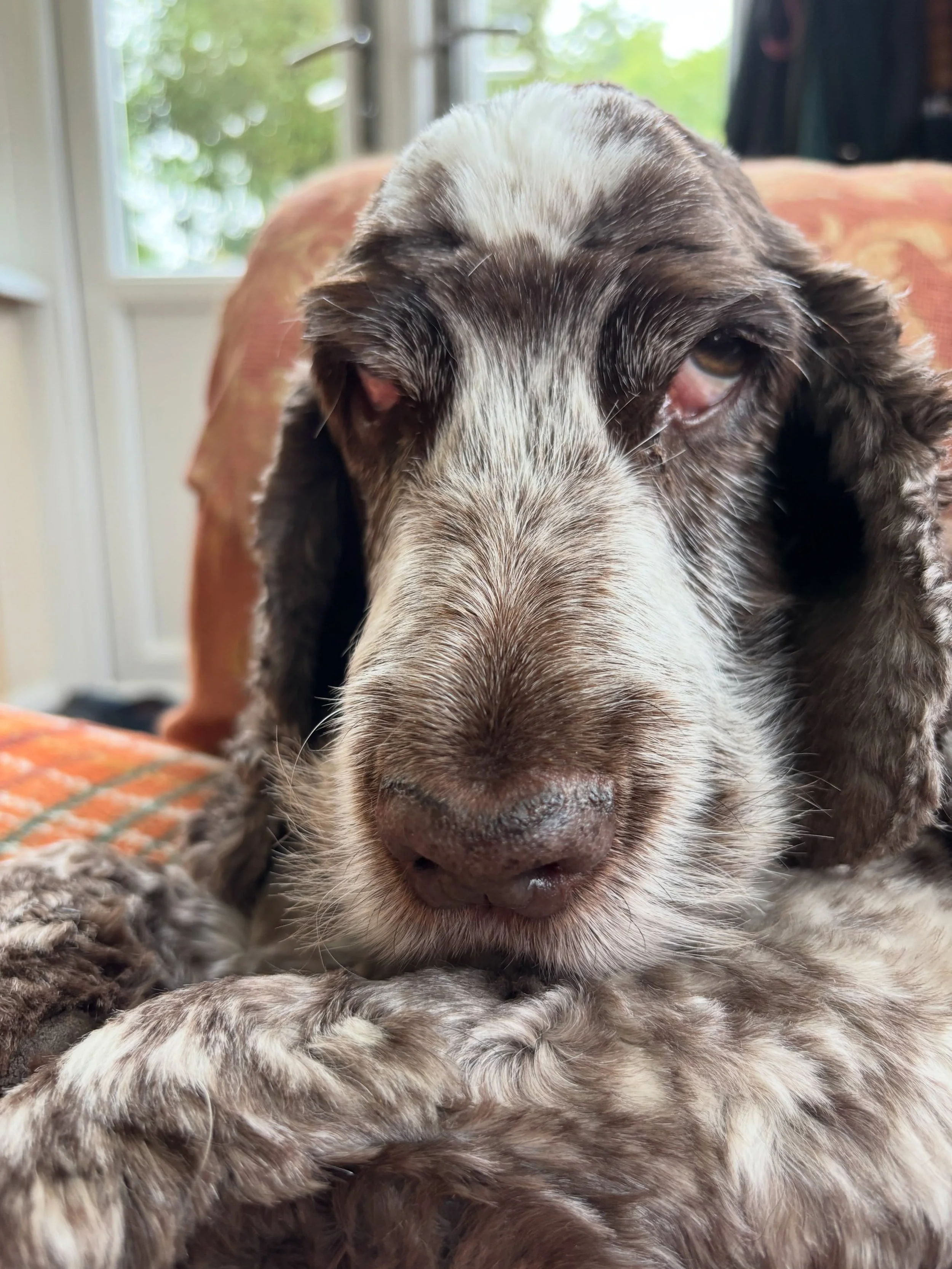 I can&rsquo;t remember so it must have been one hell of a night #hangdog #morningafter #doggydaycare #homeboardingfordogs #suffolk