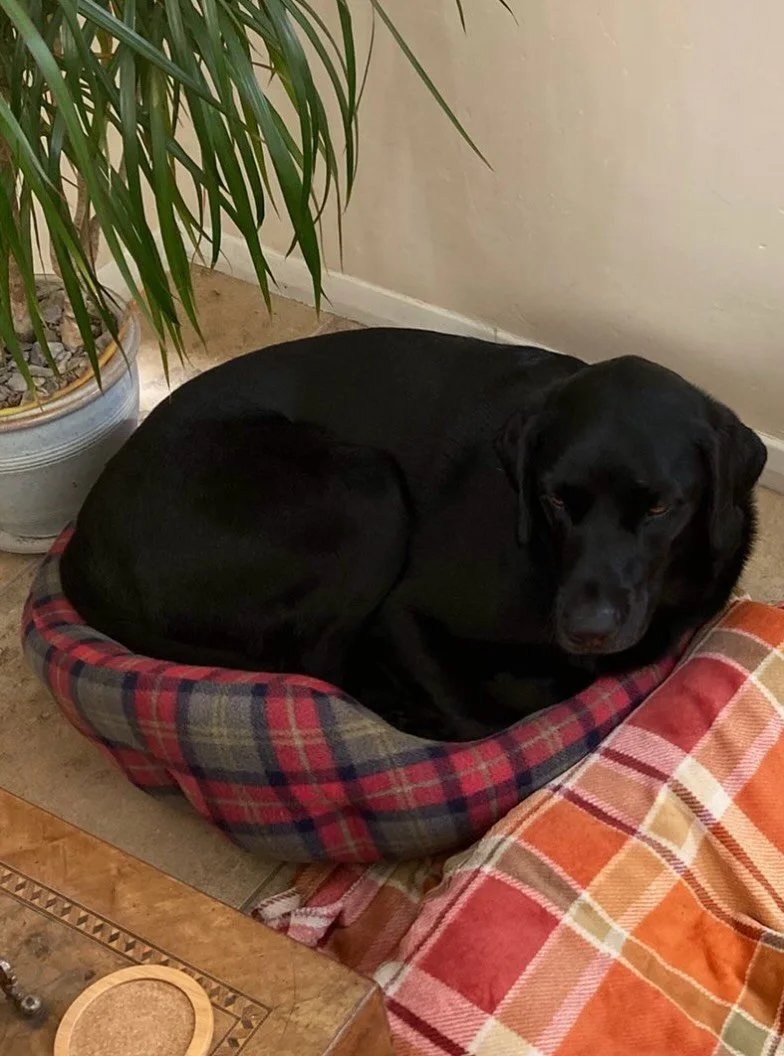 When there&rsquo;s a choice of beds&hellip; #goldilocks #homeboardingfordogs #doggydaycare #saxmundham #suffolk