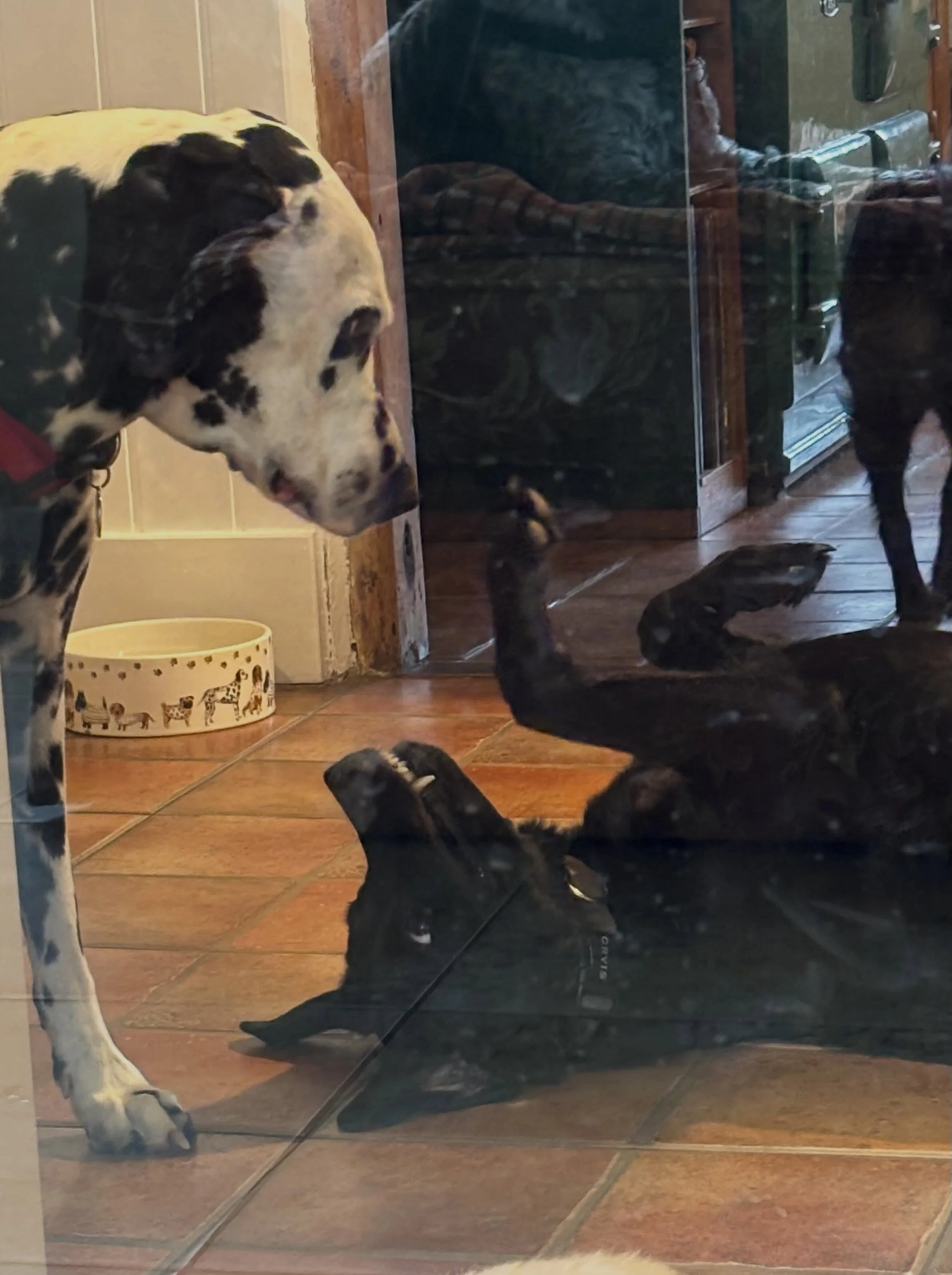 Well that&rsquo;s the last time I play the tart for you Jerry! #goodlife #doggydaycare #homeboardingfordogs #bungay #suffolk