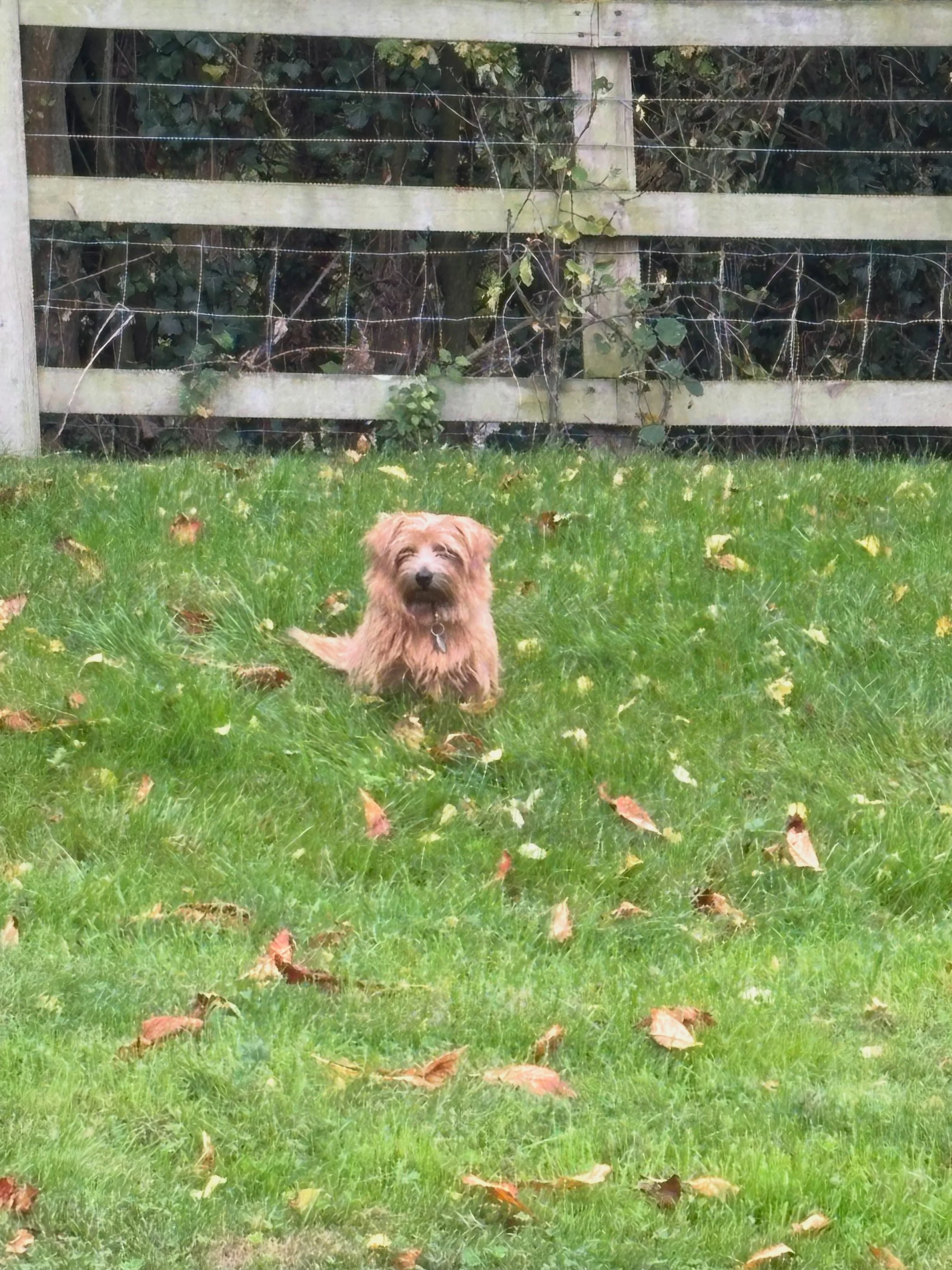 Plotting world domination - one paw at a time! #mastermind #dogsrule #homeboardingfordogs #doggydaycare #suffolk
