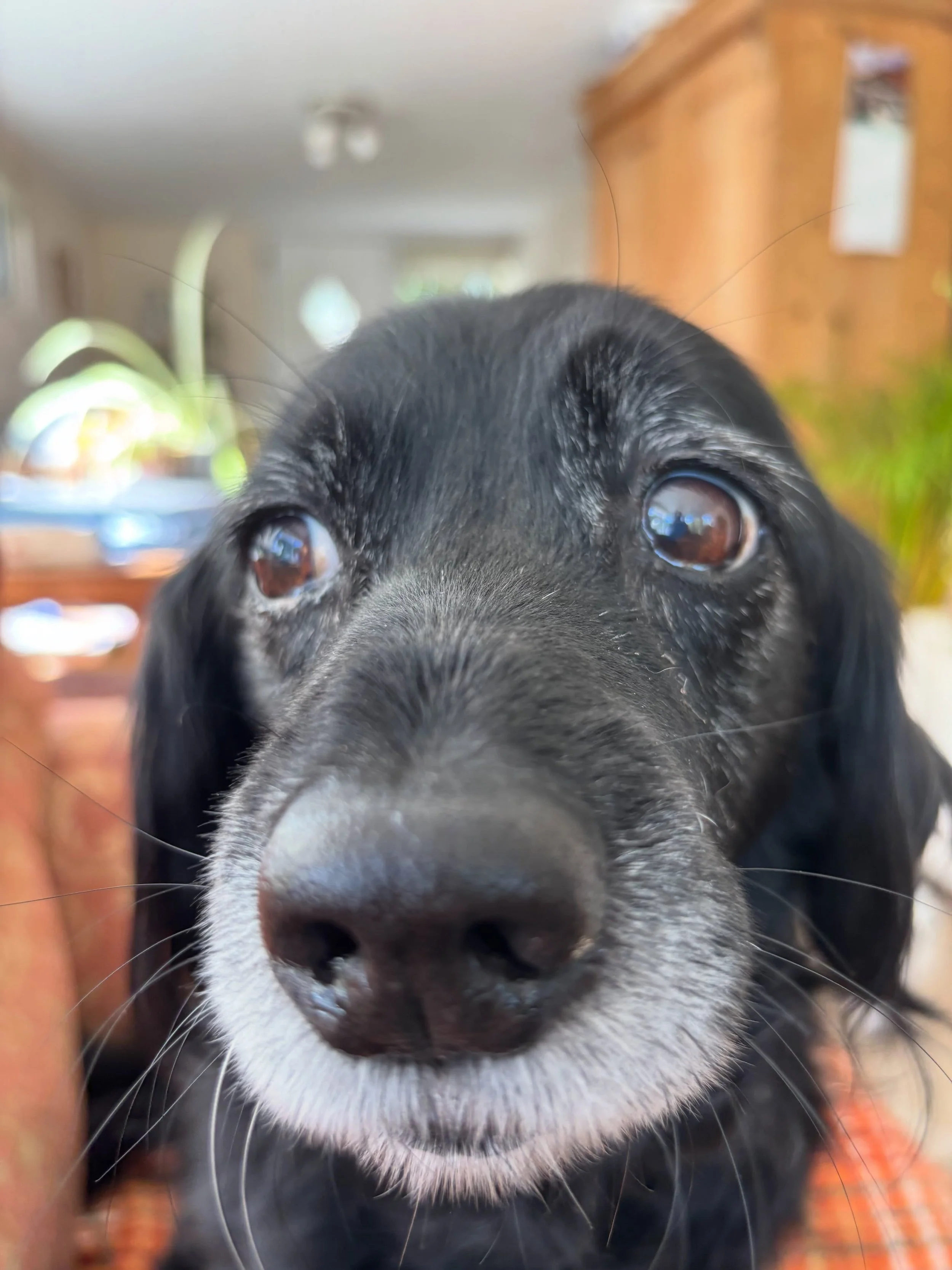 I think breakfast is coming, but I may have already had it #sundaybrunch #notworried #doggydaycare #homeboardingfordogs #halesworth