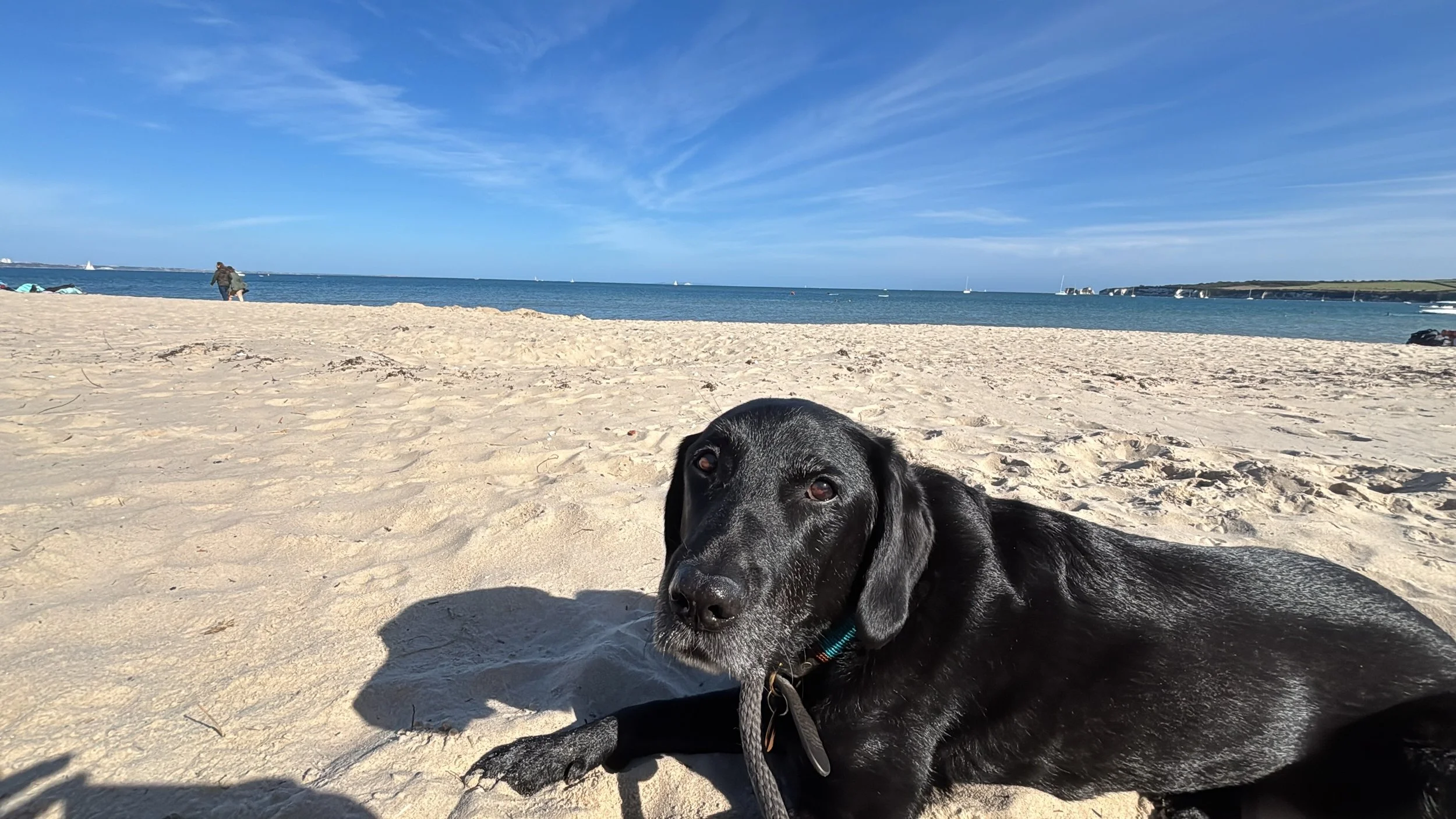 When it starts to get chilly I like to pretend that I&rsquo;m on a tropical beach somewhere! #dogdreams #homeboardingfordogs #beachdog #doggydaycare #suffolk