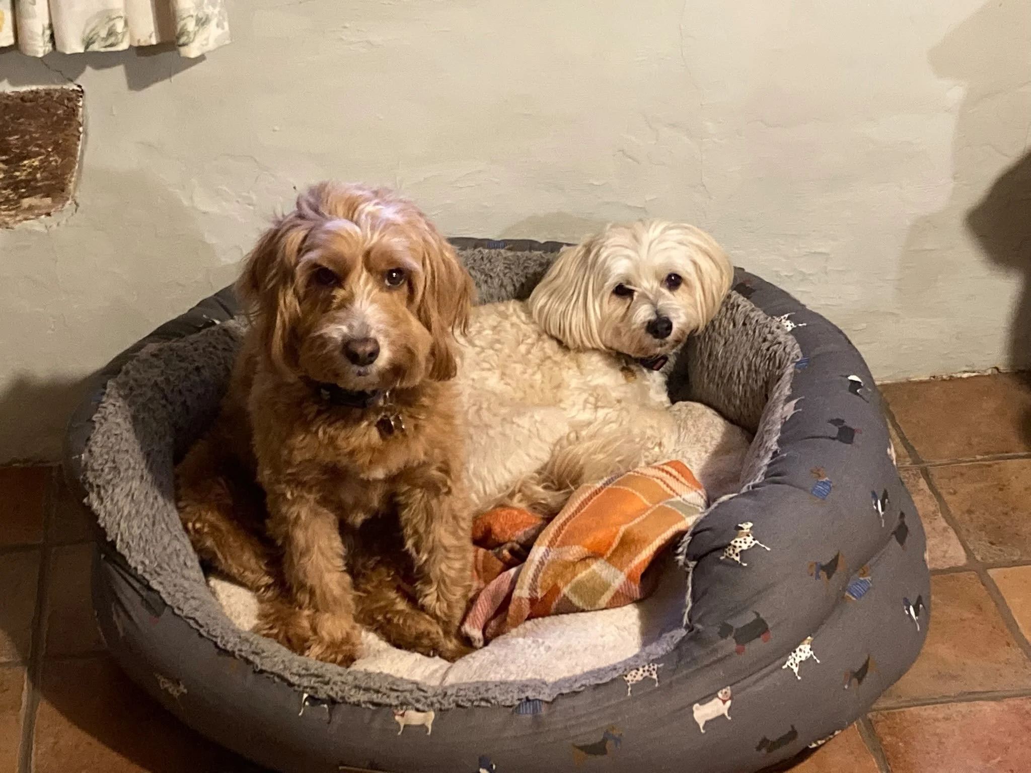 Butter wouldn&rsquo;t melt! #caughtintheact #gooddogs #homeboardingfordogs #doggydaycare #suffolk
