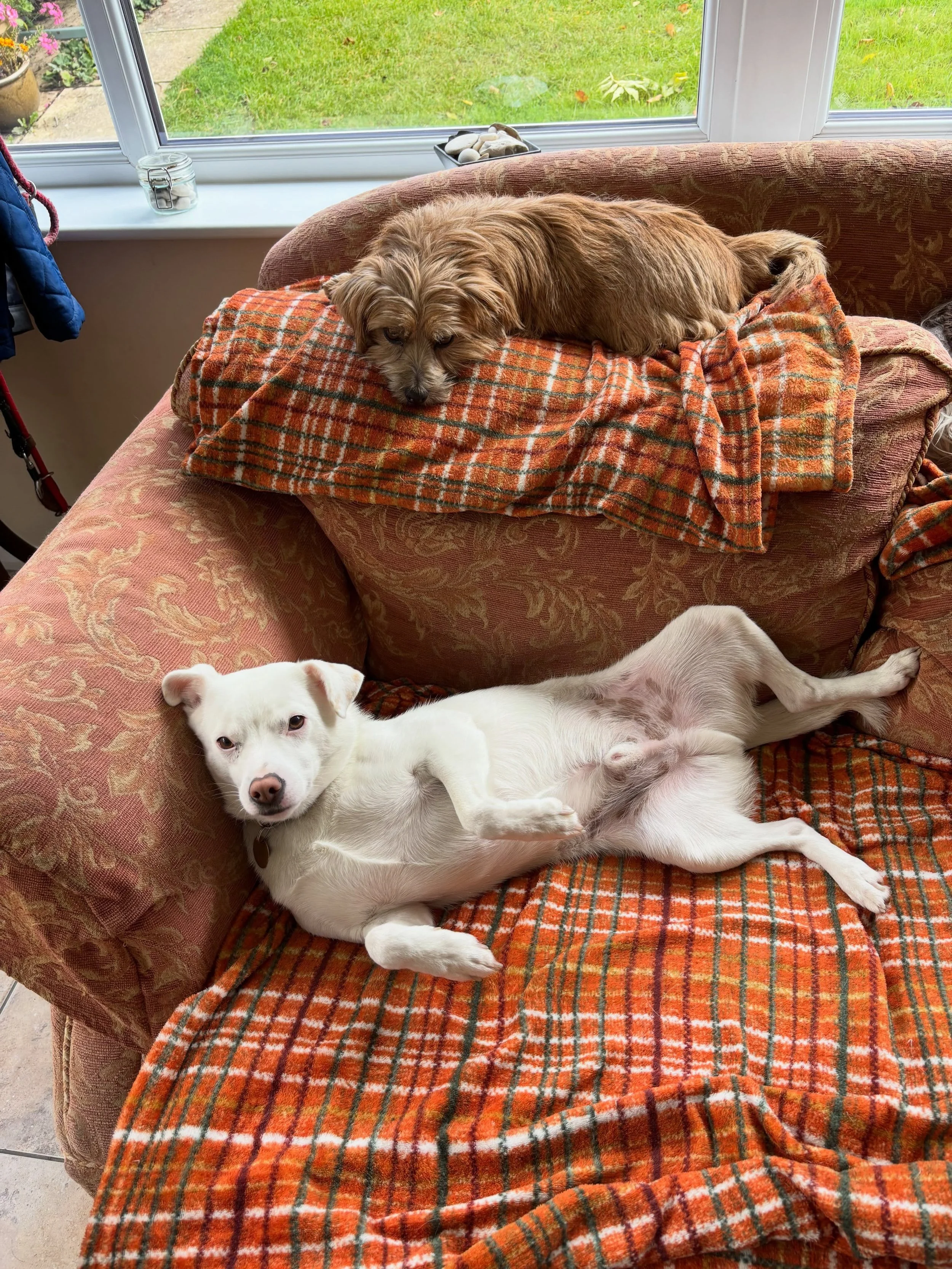 Sometimes I wonder if there are any standards here! #doggydaycare #homeboardingfordogs #halesworth #suffolk