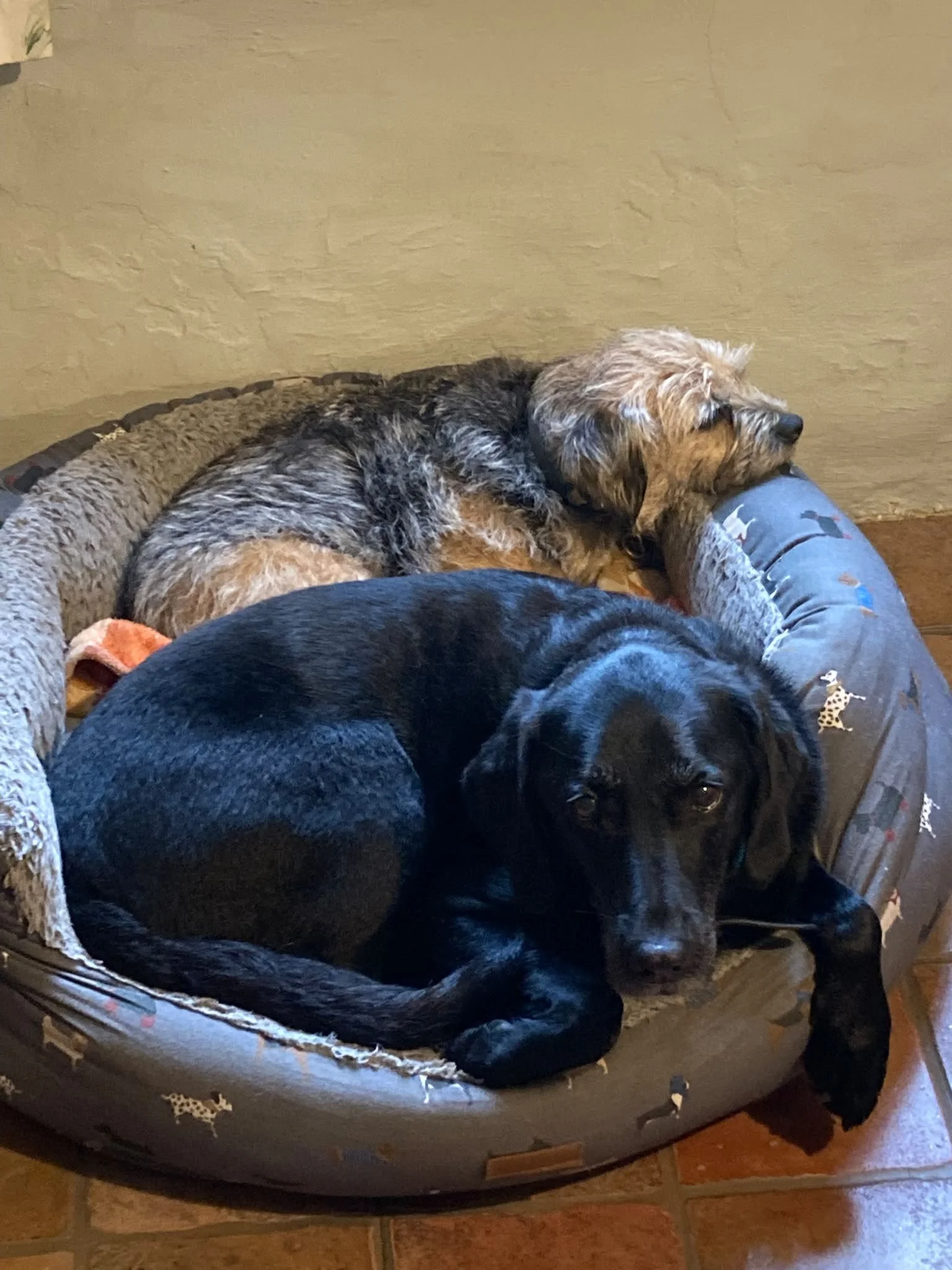 Whenever I get up another dog gets in my bed, so I&rsquo;m not moving! #dogsinabed #doggydaycare #homeboardingfordogs #saxmundham #suffolk