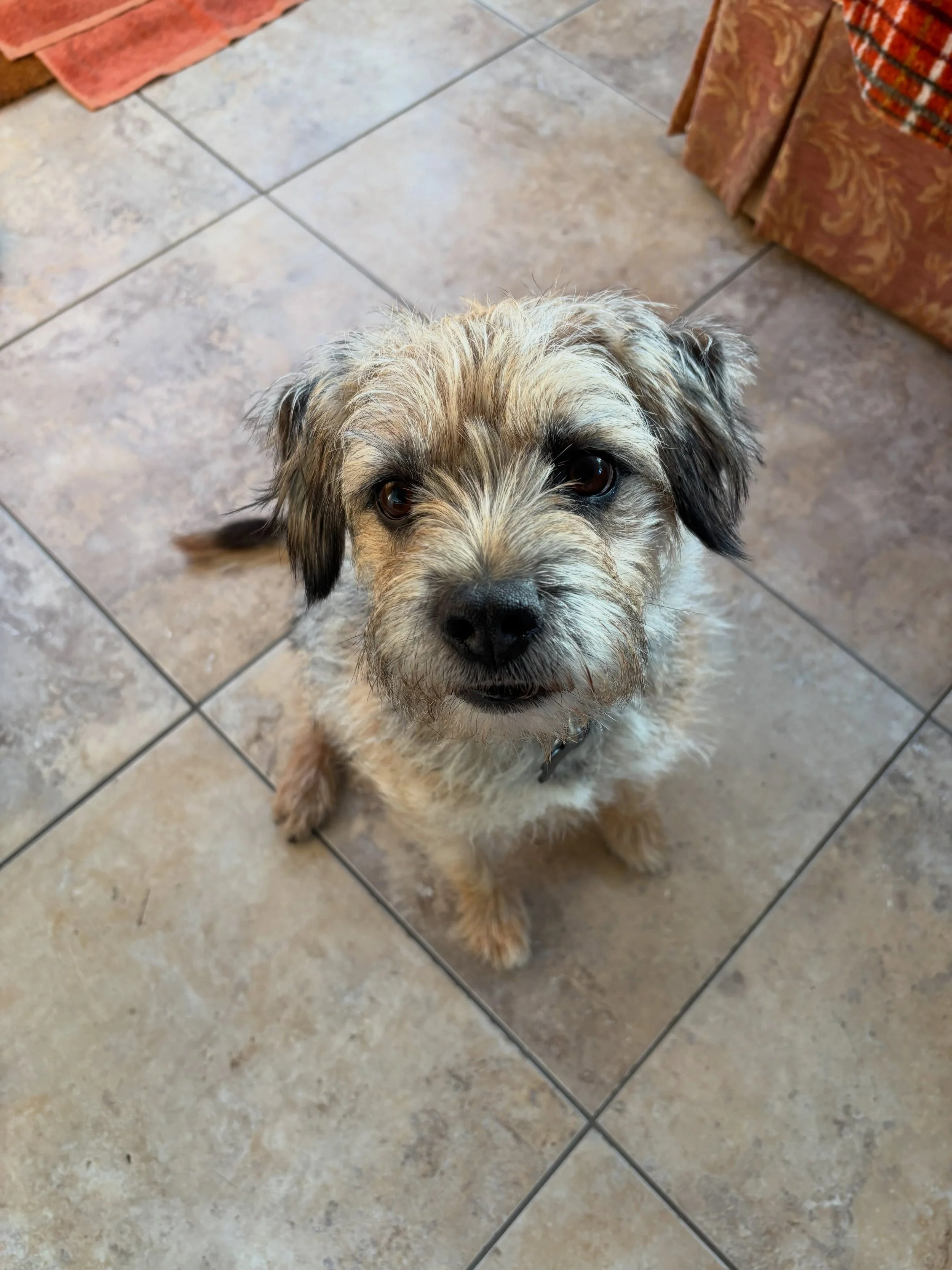 What do you mean, the clocks have changed, changed into what and where&rsquo;s my breakfast? #clocksgoback #dogsbreakfast #homeboardingfordogs #doggydaycare #framlingham