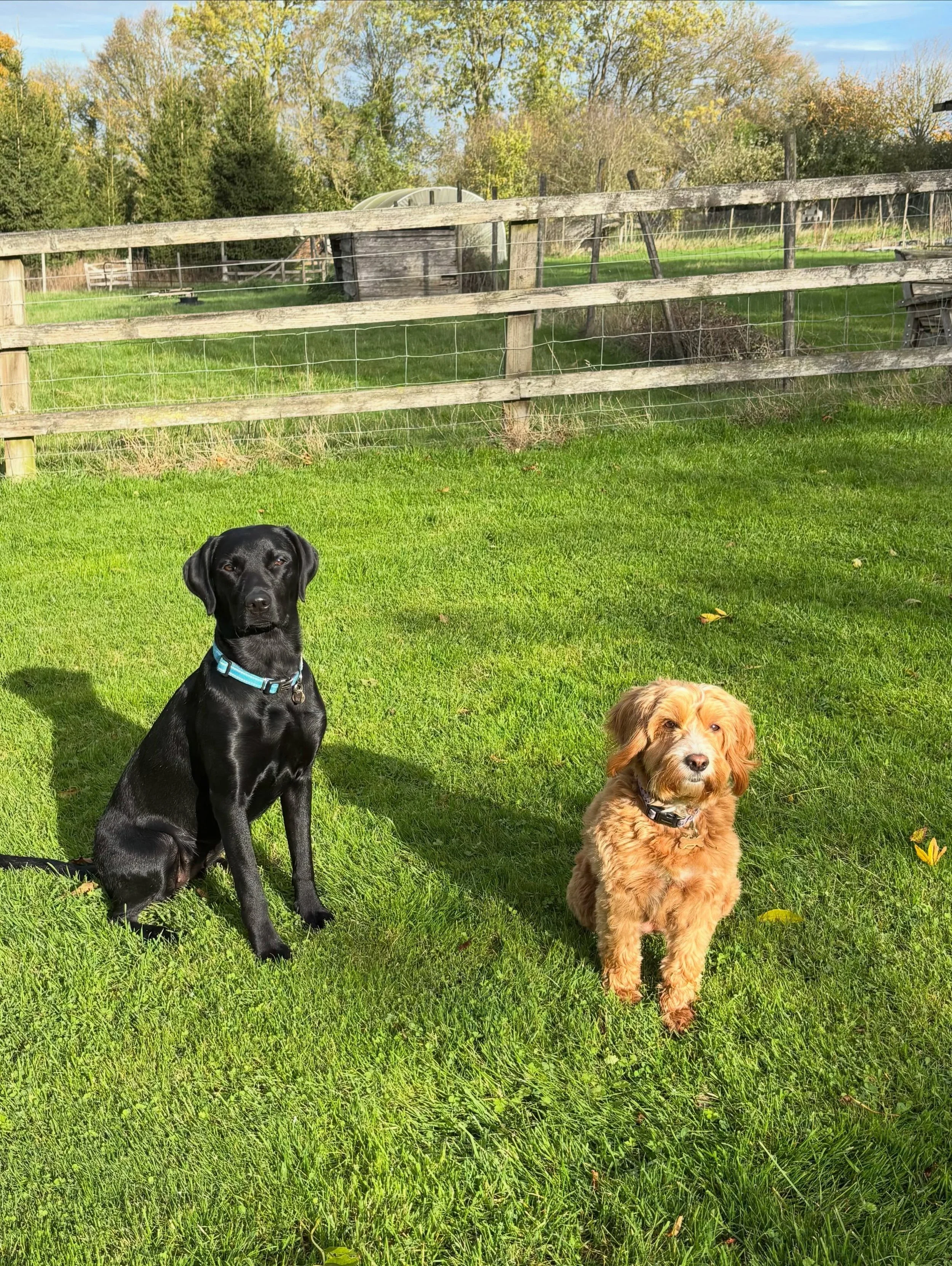 It&rsquo;s always nice when a first timer makes new friends ❤️ #dogsbestfriend #firstday #doggydaycare #halesworth #framlingham