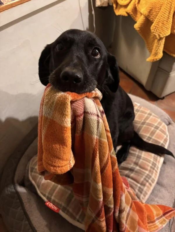 A black puppy sitting on a checkered dog bed, holding a colorful plaid towel in its mouth.
