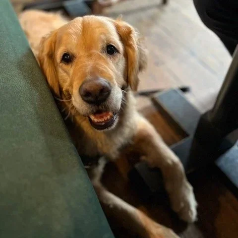 Close-up of a happy golden retriever with its mouth slightly open, looking up at the camera indoors.