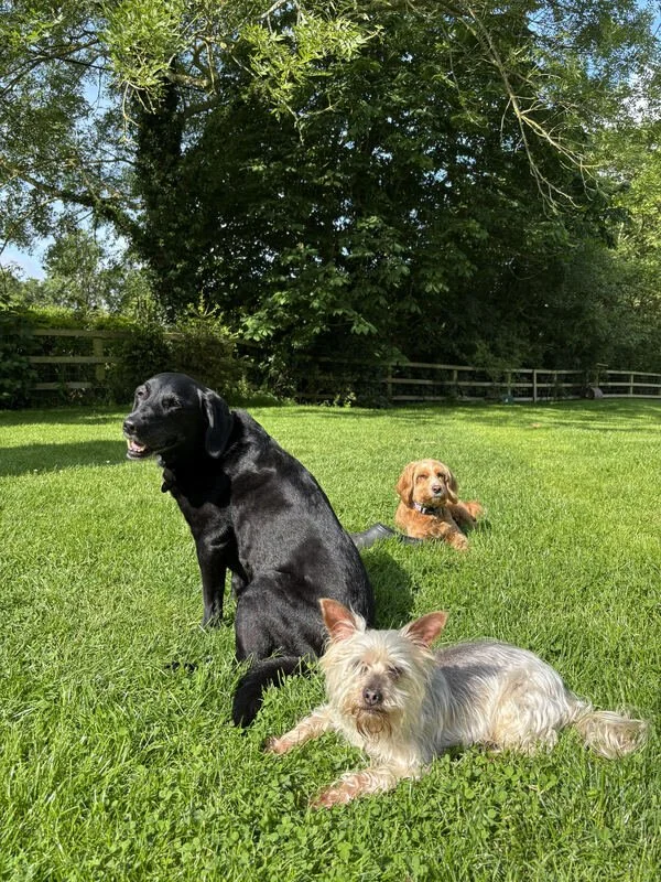 Three dogs lying on green grass in a sunny yard with a large tree in the background and a wooden fence.