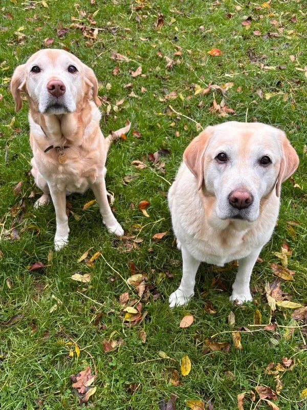 Two yellow Labrador Retrievers sitting on green grass with fallen leaves, looking at the camera.