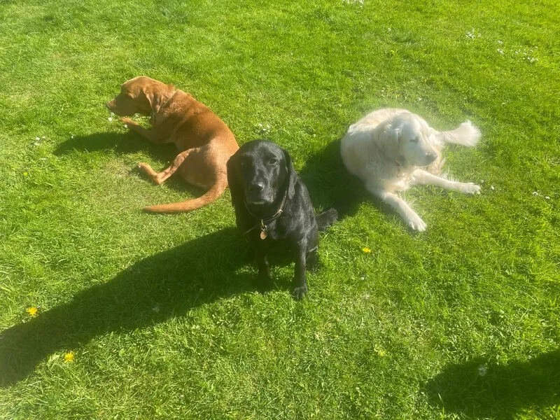 Three retrievers relaxing on a grassy field, one brown, one black, and one white, with shadows cast on the grass.