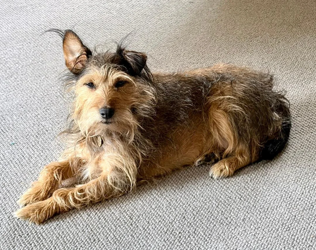 A brown and black dog with shaggy fur lying on a beige carpet, looking at the camera with one eye slightly closed.