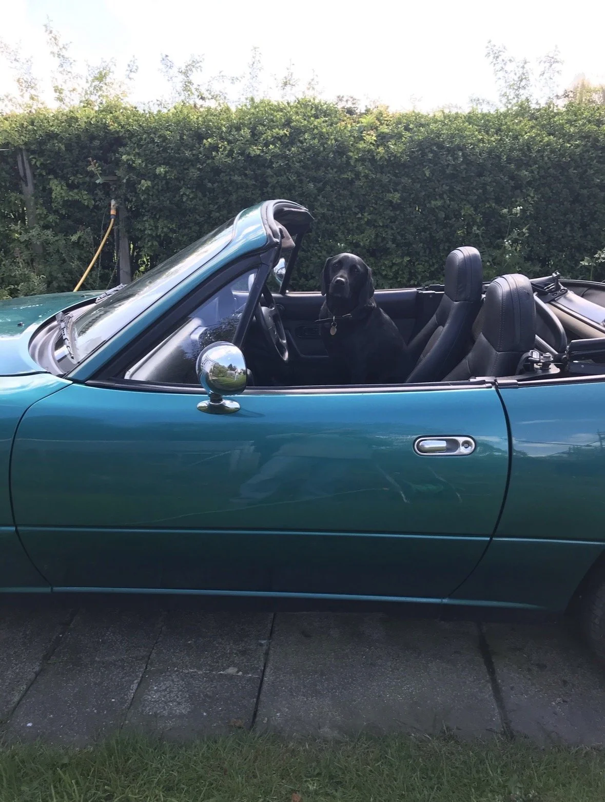 Our black Labrador Eddie sitting in the driver's seat of a teal convertible car parked on our driveway, with greenery and a hedge in the background.