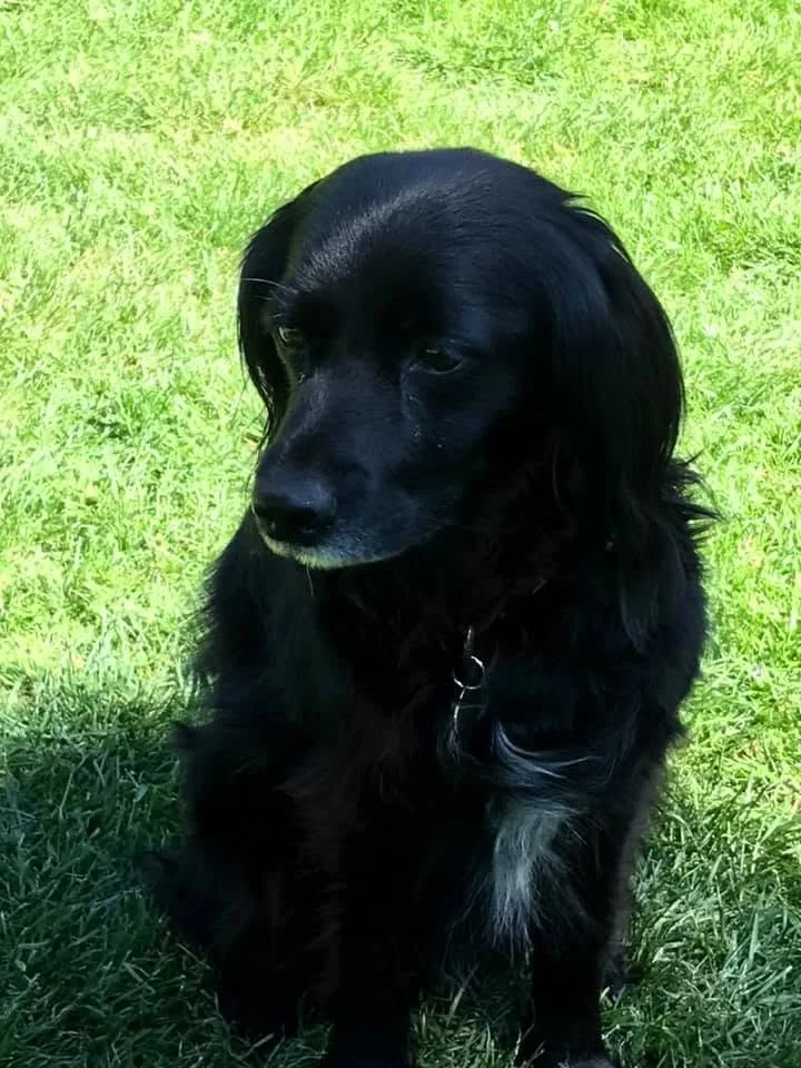 A small back dog called Elsie sitting on the grass, looking to the side