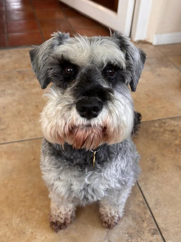 A cute black, grey, and white dog sitting on a tiled floor, looking up at the camera.