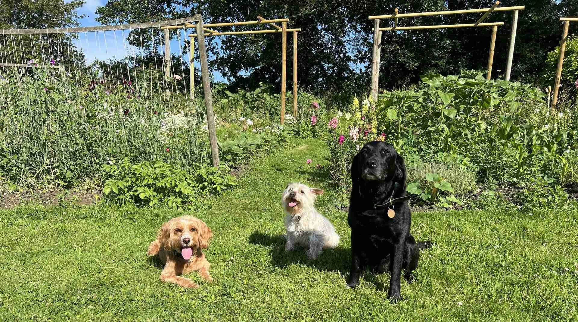 Three dogs sitting on a grassy lawn in a lush garden with flowers and trees, with a wooden cains for plants to grow up in the background.