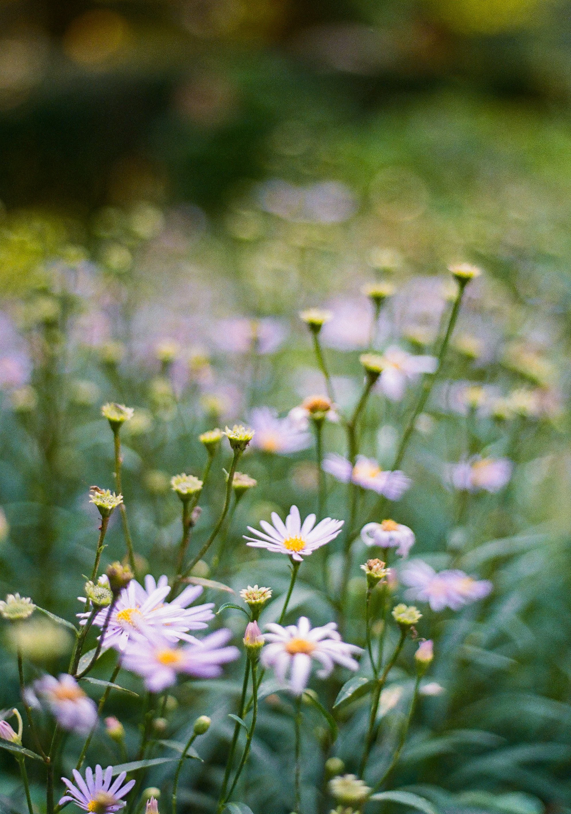 Garden grounds of museum venue hosting Burnsoo Song exhibition — purple and white wildflowers