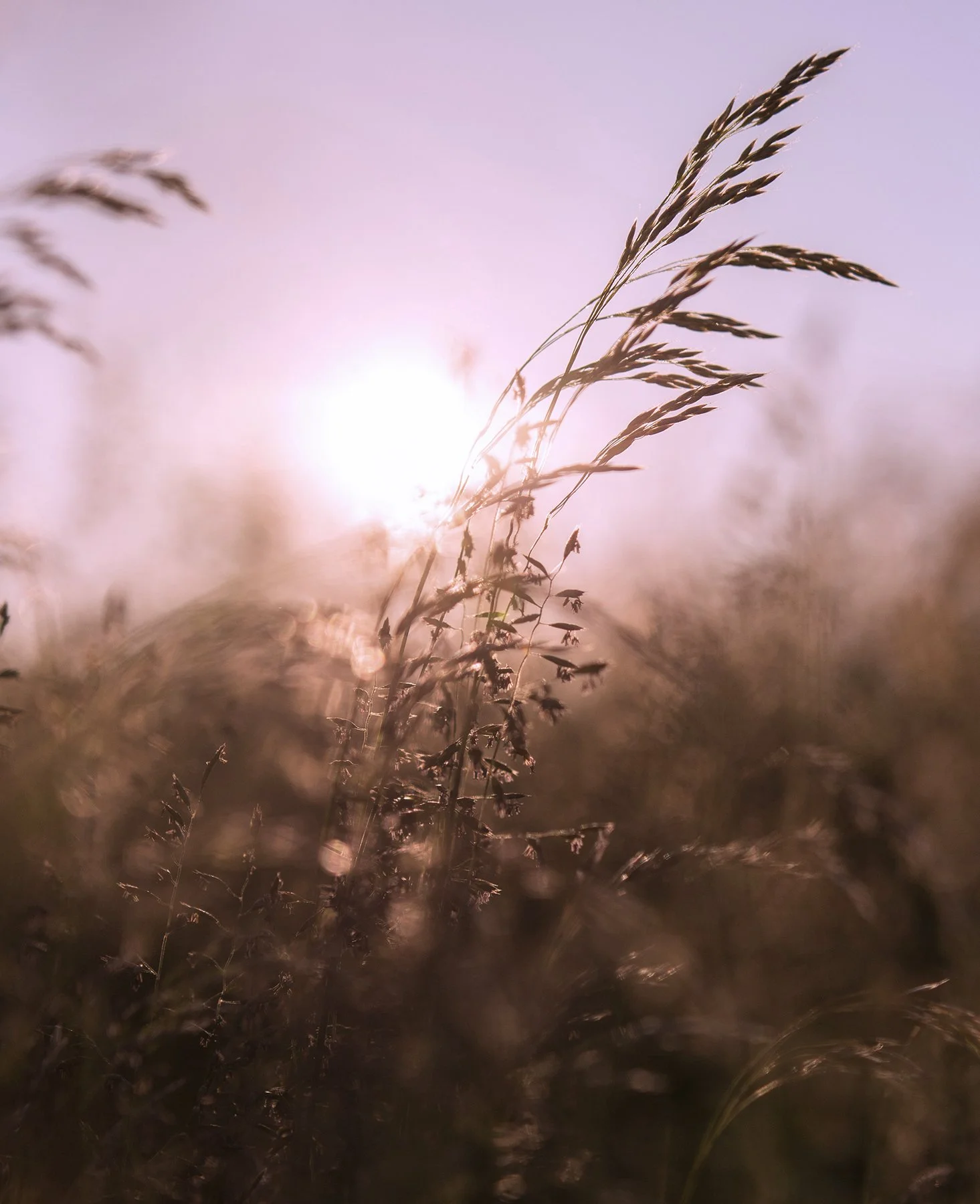 Natural grasses with sunlight