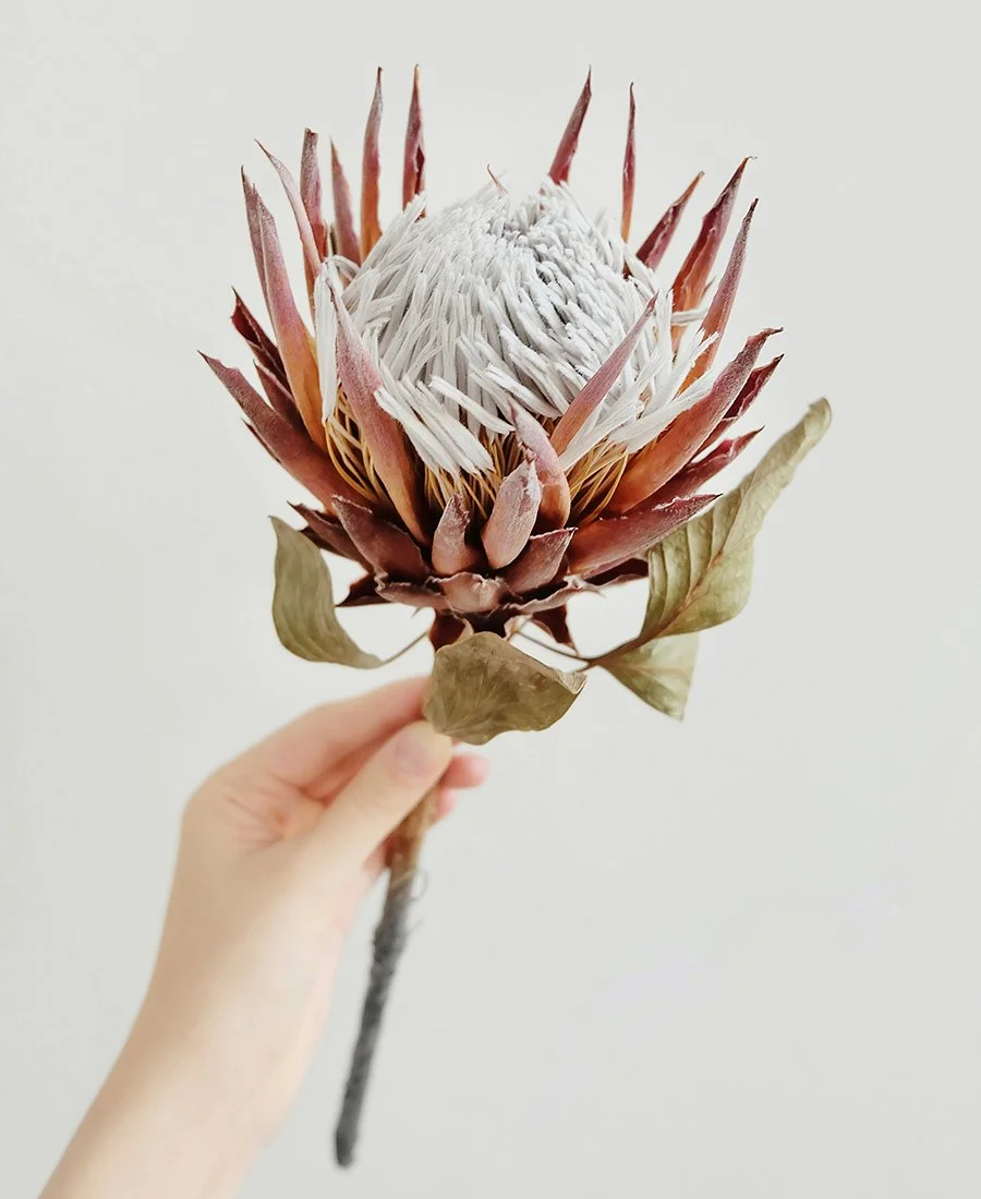 Protea flower