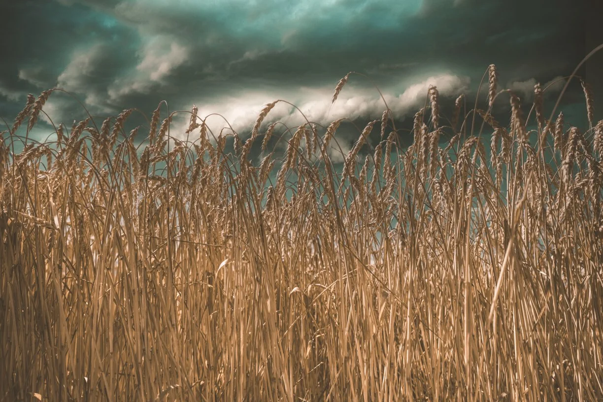 Golden Storm