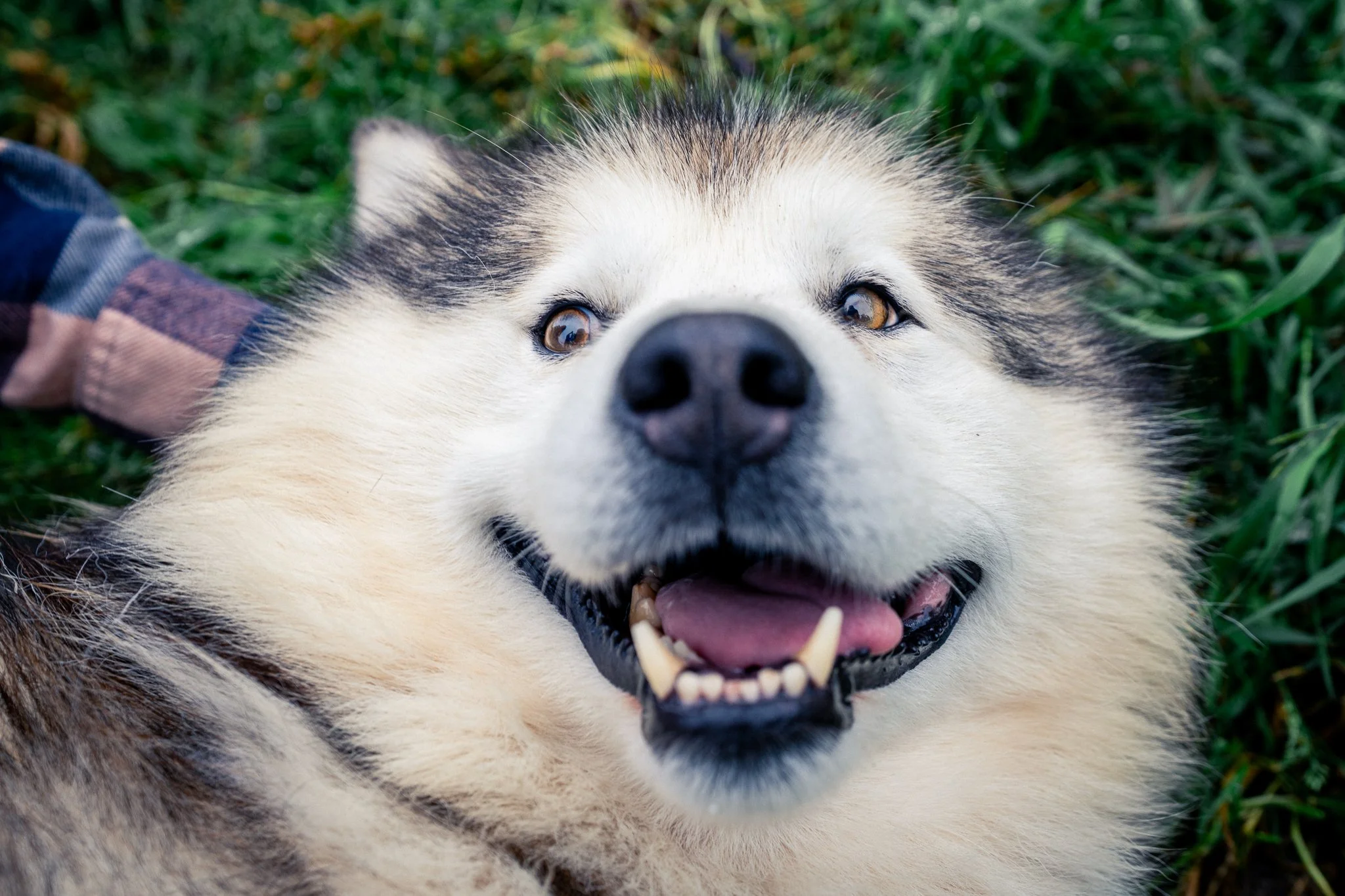 Husky01.jpg
