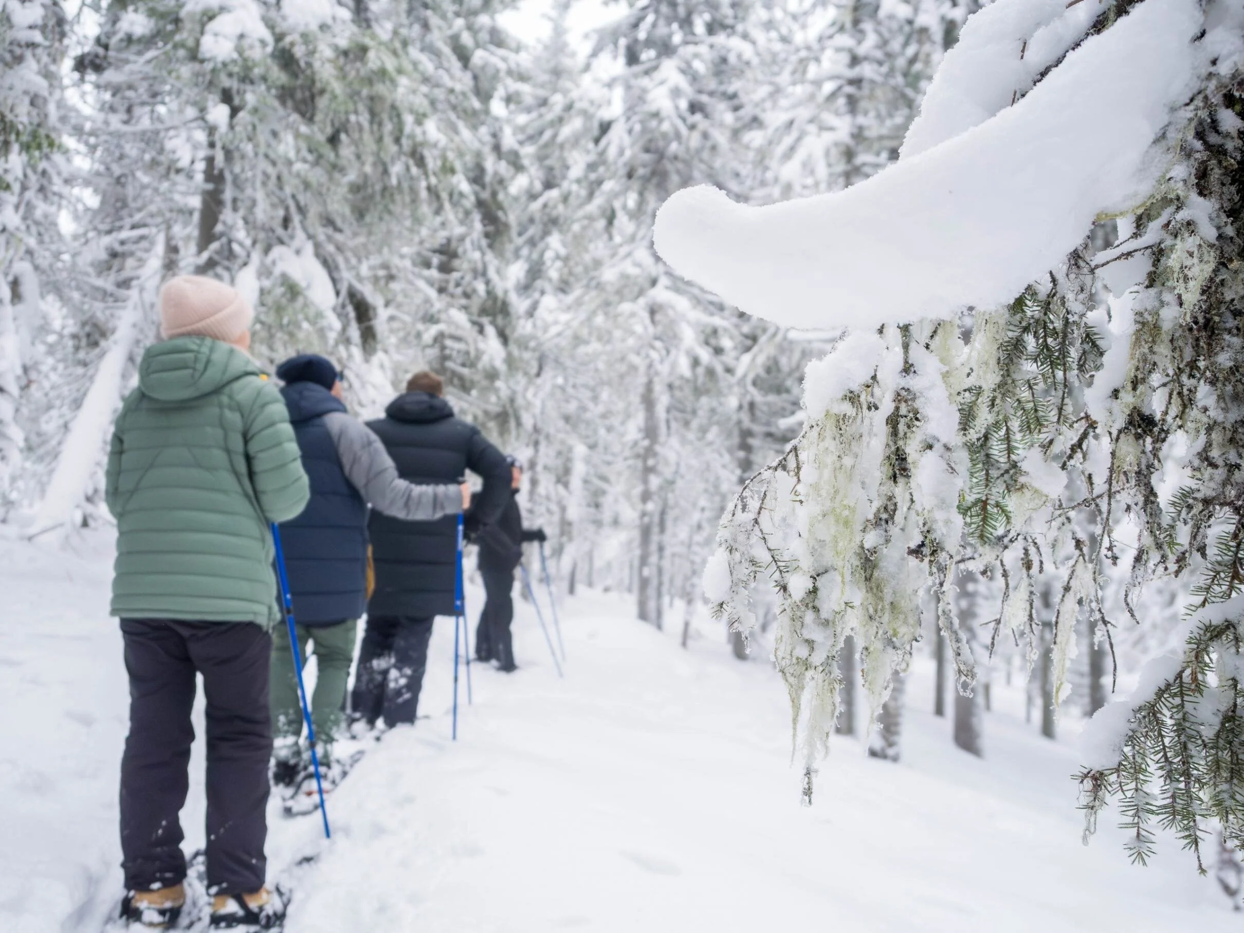 Copy of snowshoe5.jpg