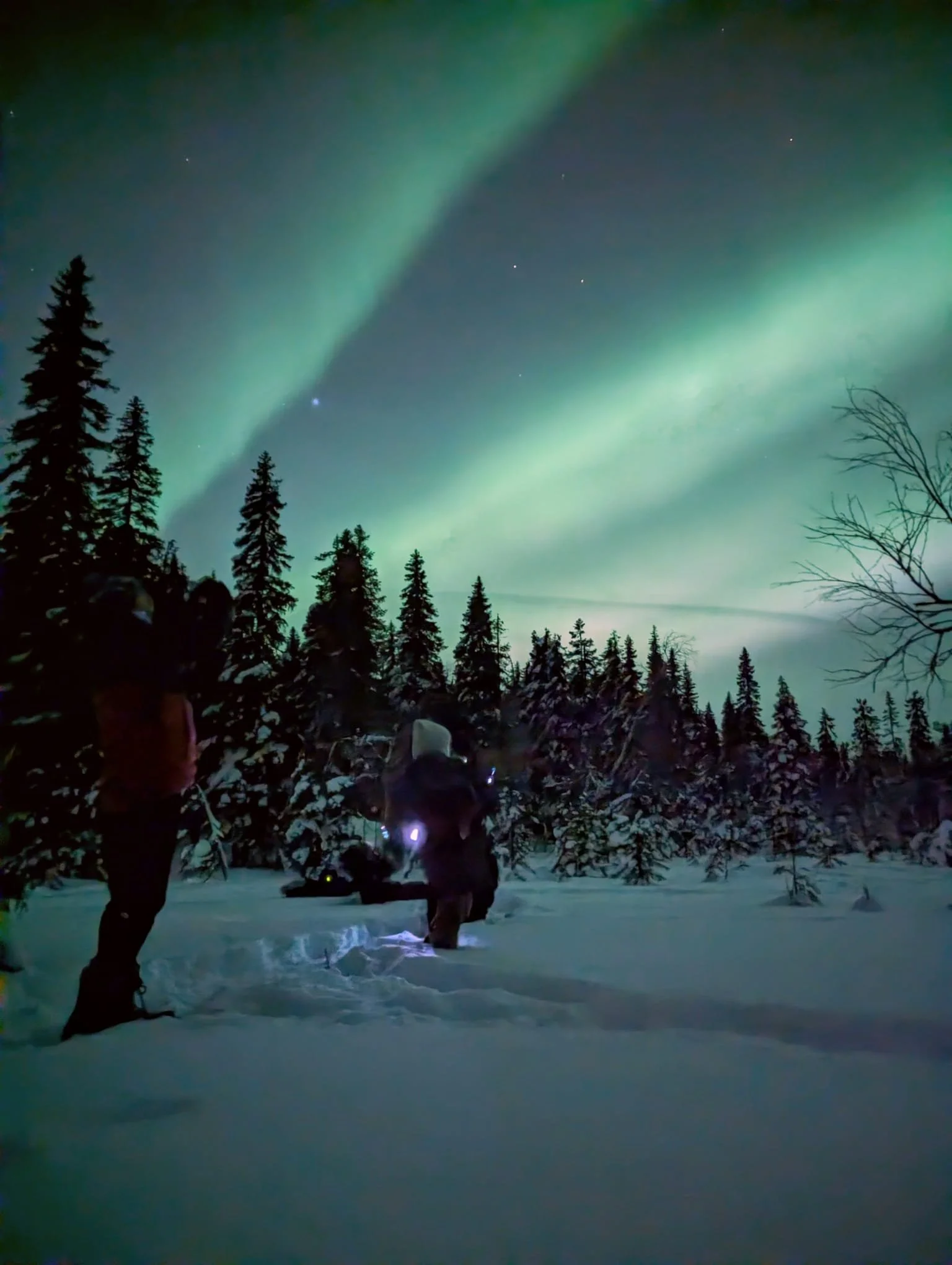 Copy of Auroras2.jpeg