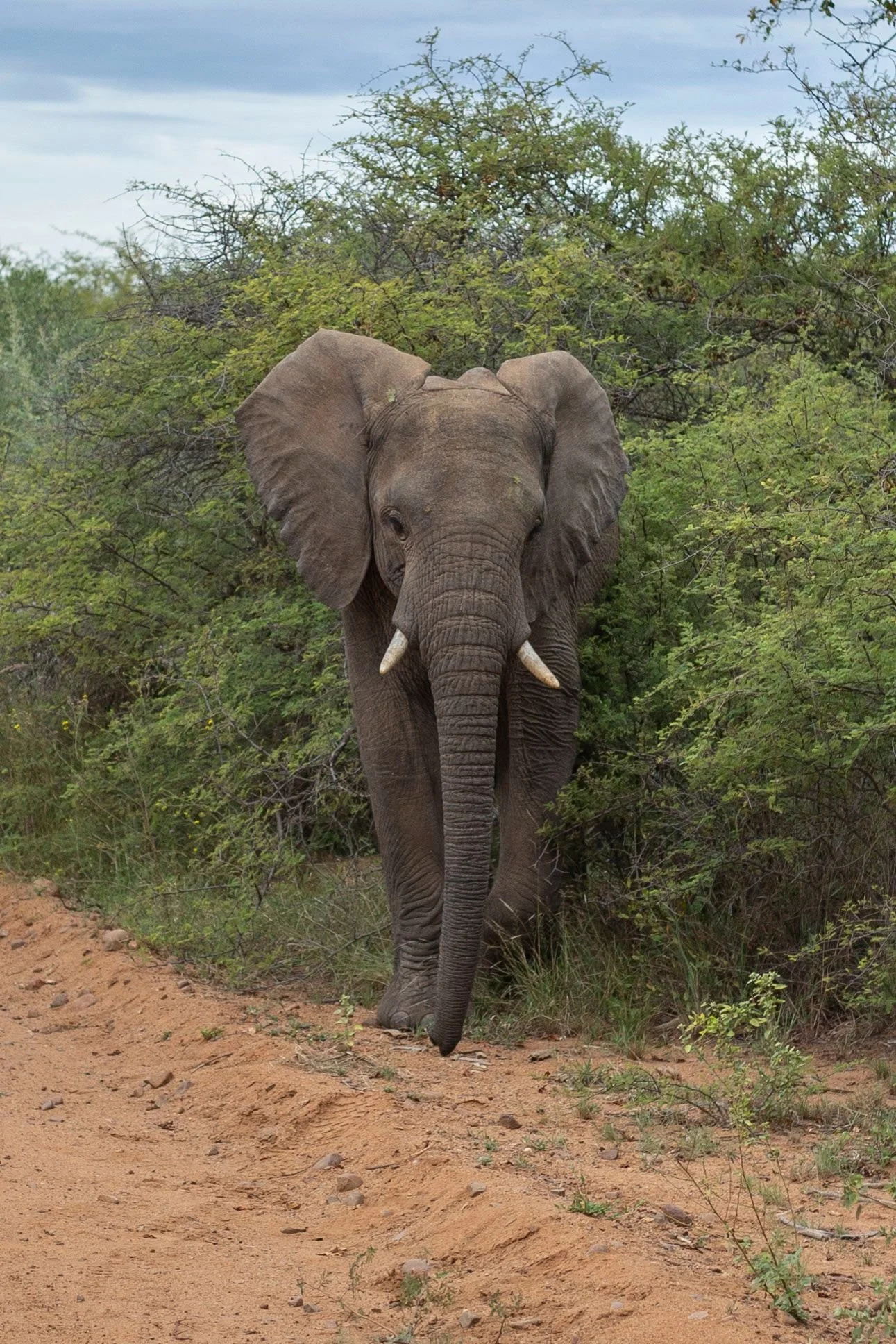 An elephant walking on dirt trail surrounded by green bushes and trees, with a cloudy sky in the background.