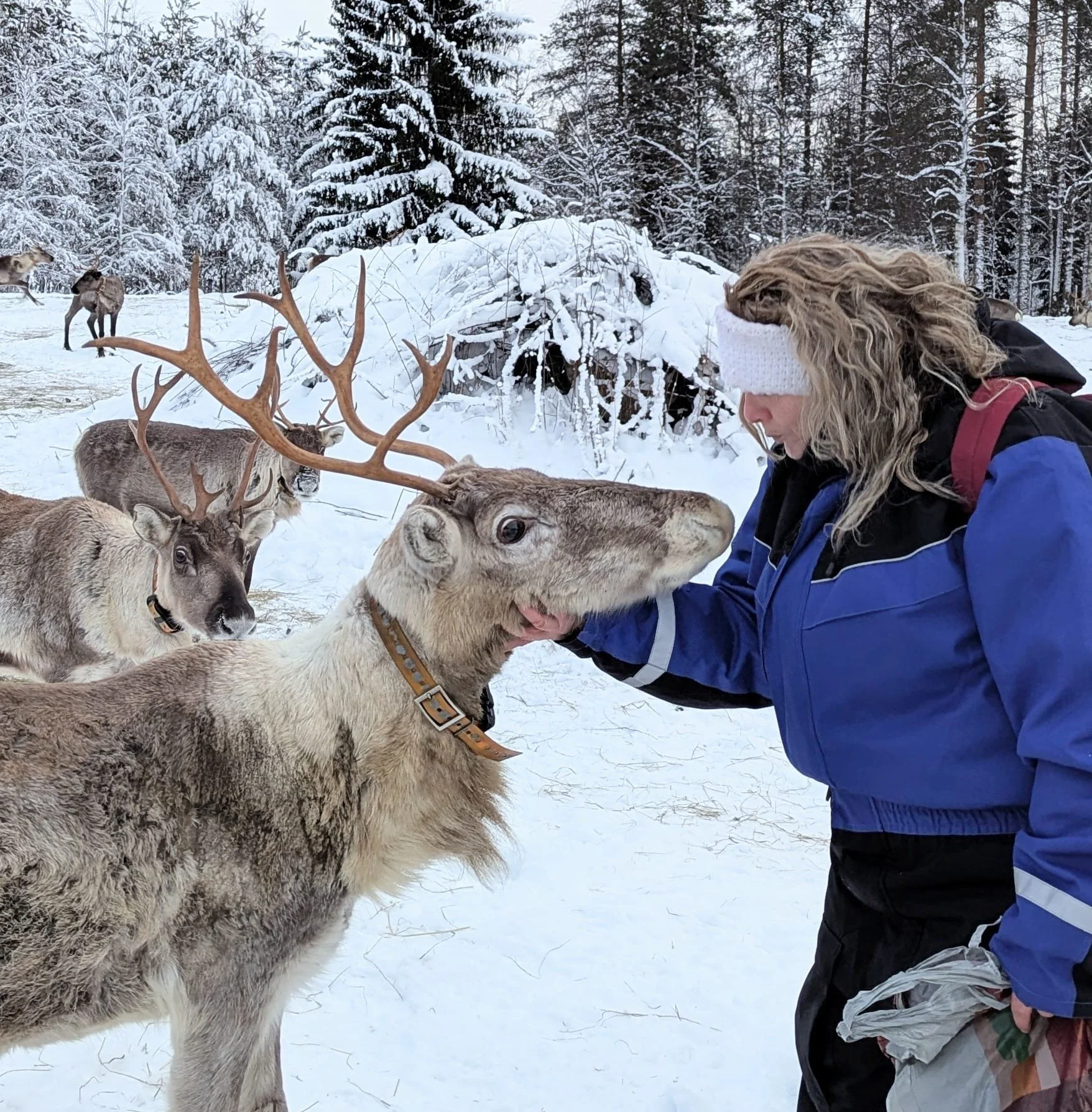 women with a reindeer, winter finland