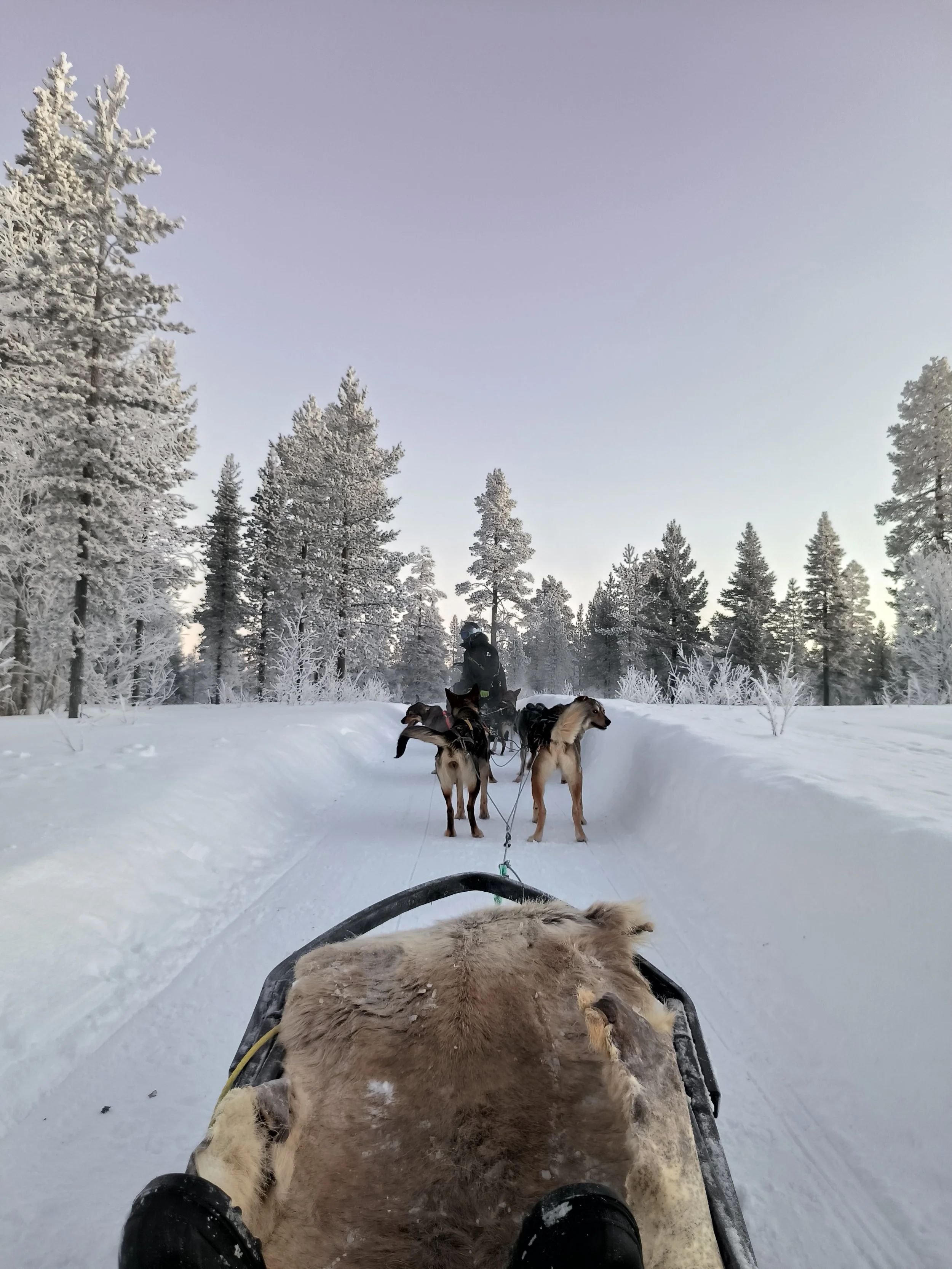 dog sledge in snowy surrounding, finland