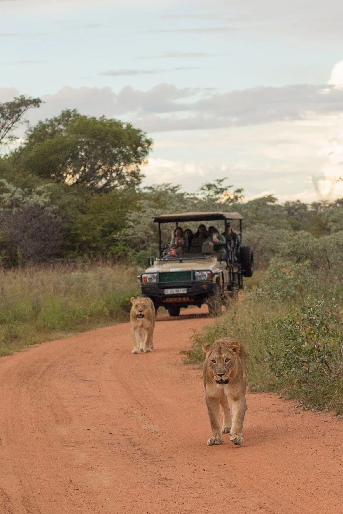 Two lions walking on a dirt road with a safari vehicle and a group of tourists in the background, in a savannah landscape with trees and cloudy sky.