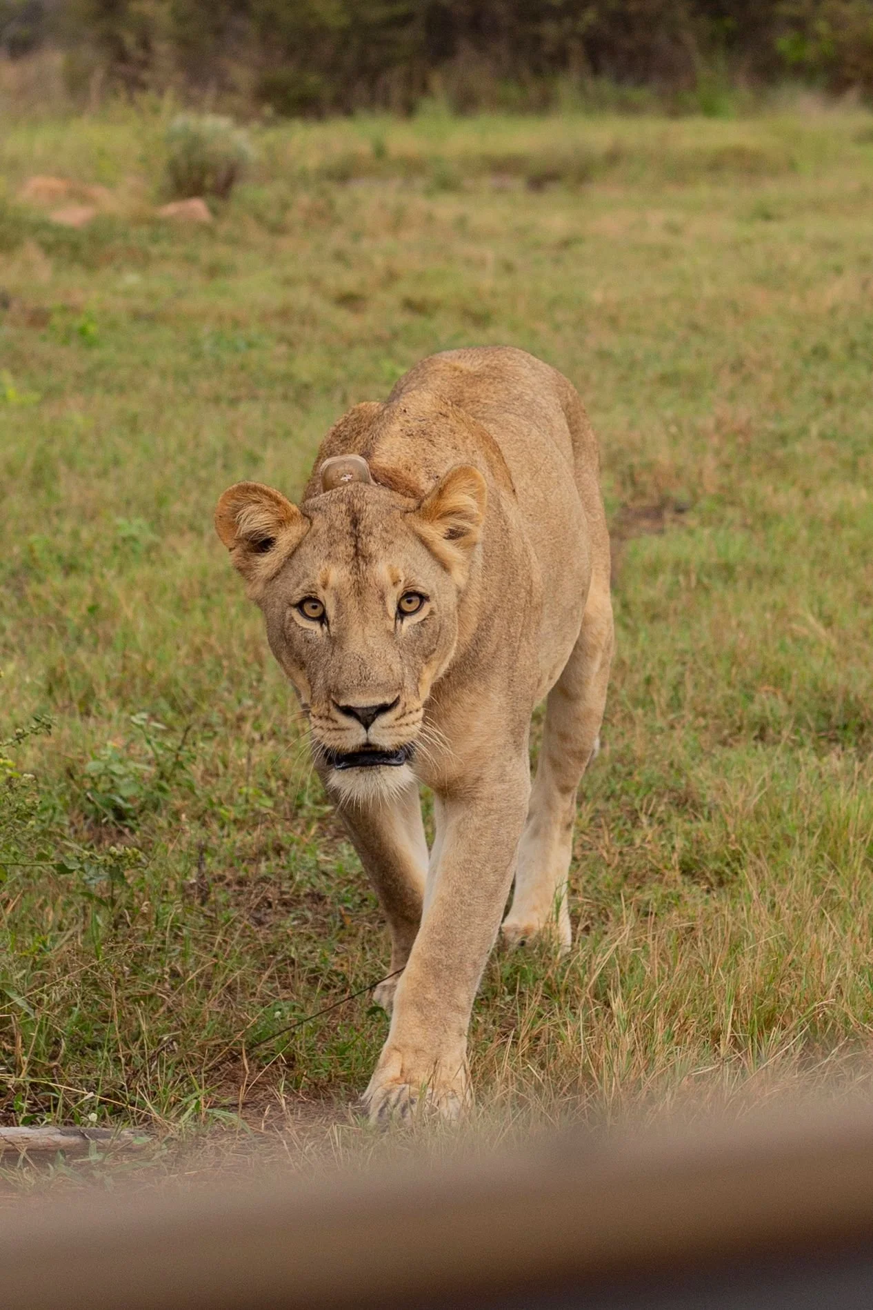 A young lioness walking towards the camera in a grassy field.