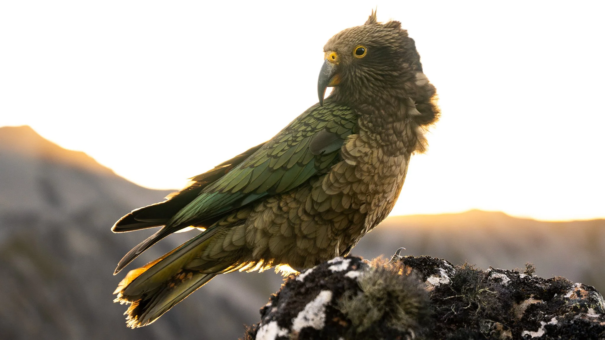 FEATHERED LIGHT