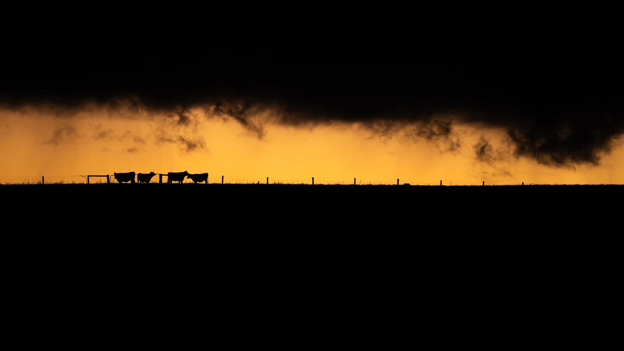 EVENING PASTURES