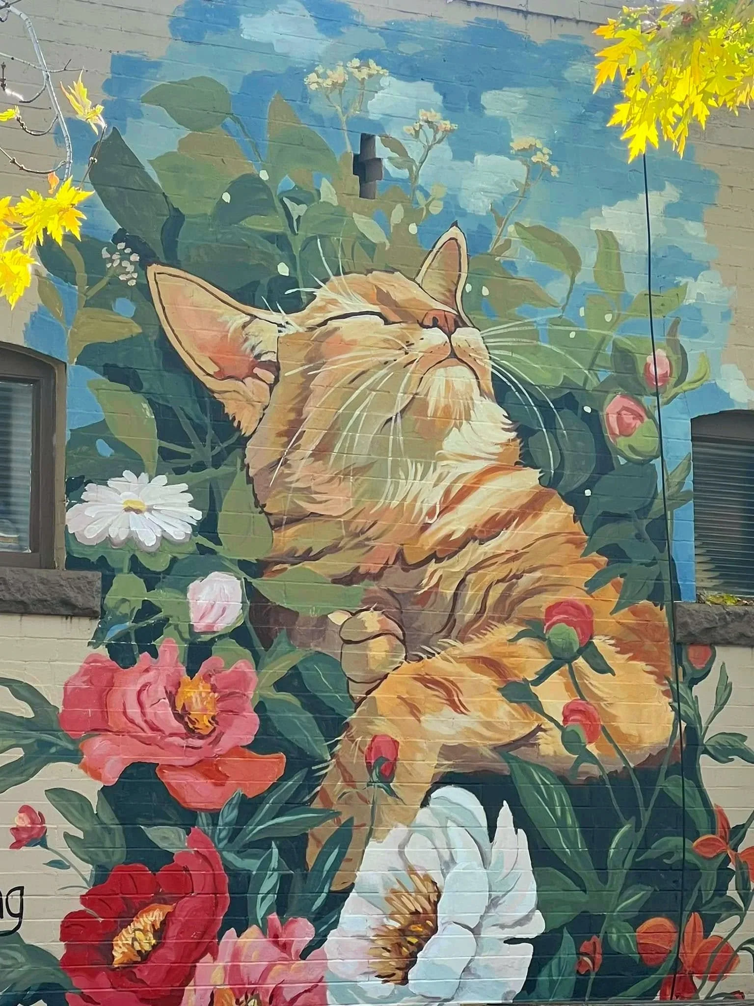 happy_cat.jpg