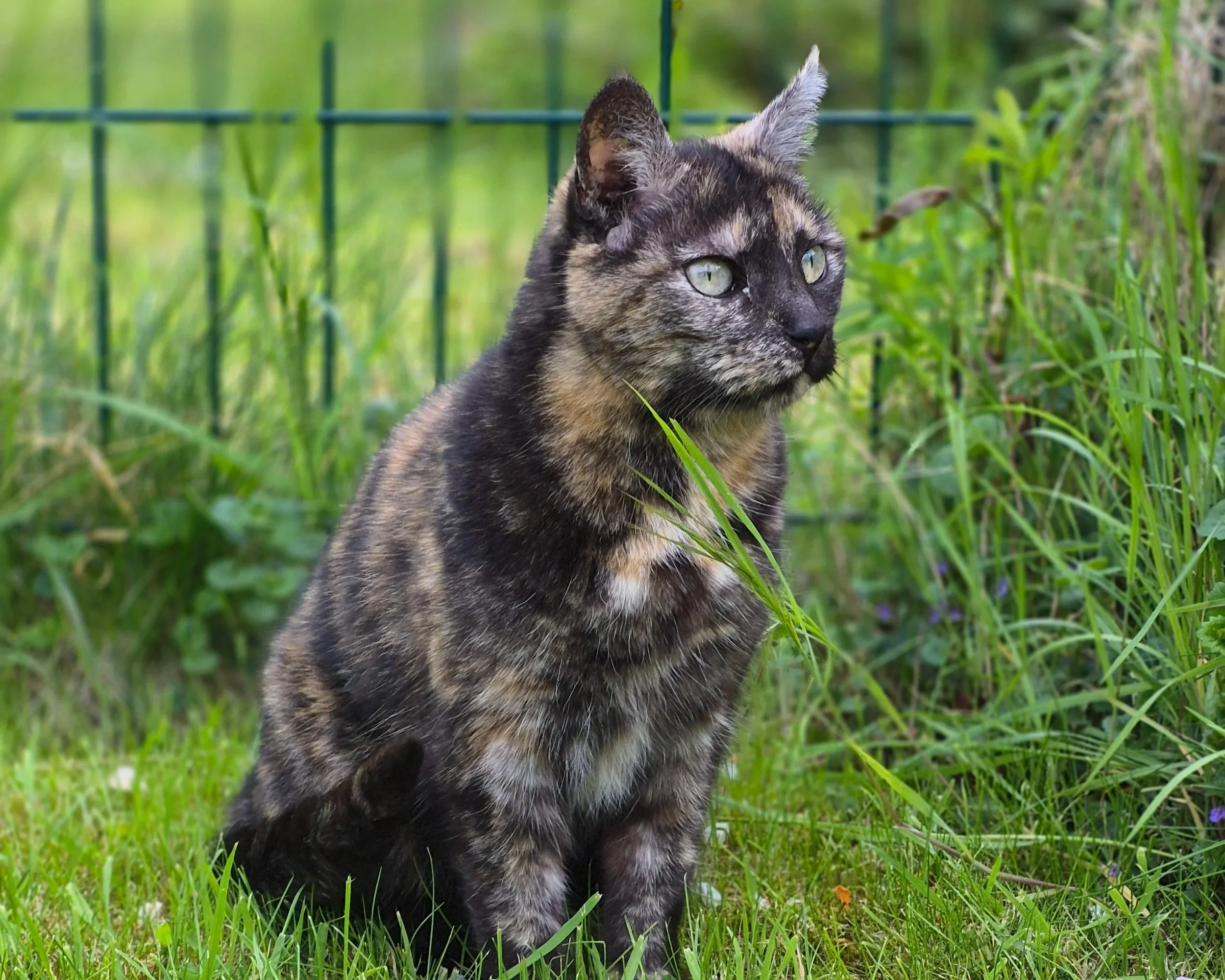 Un chat tacheté assis dans l'herbe verte avec un grillage en arrière-plan.