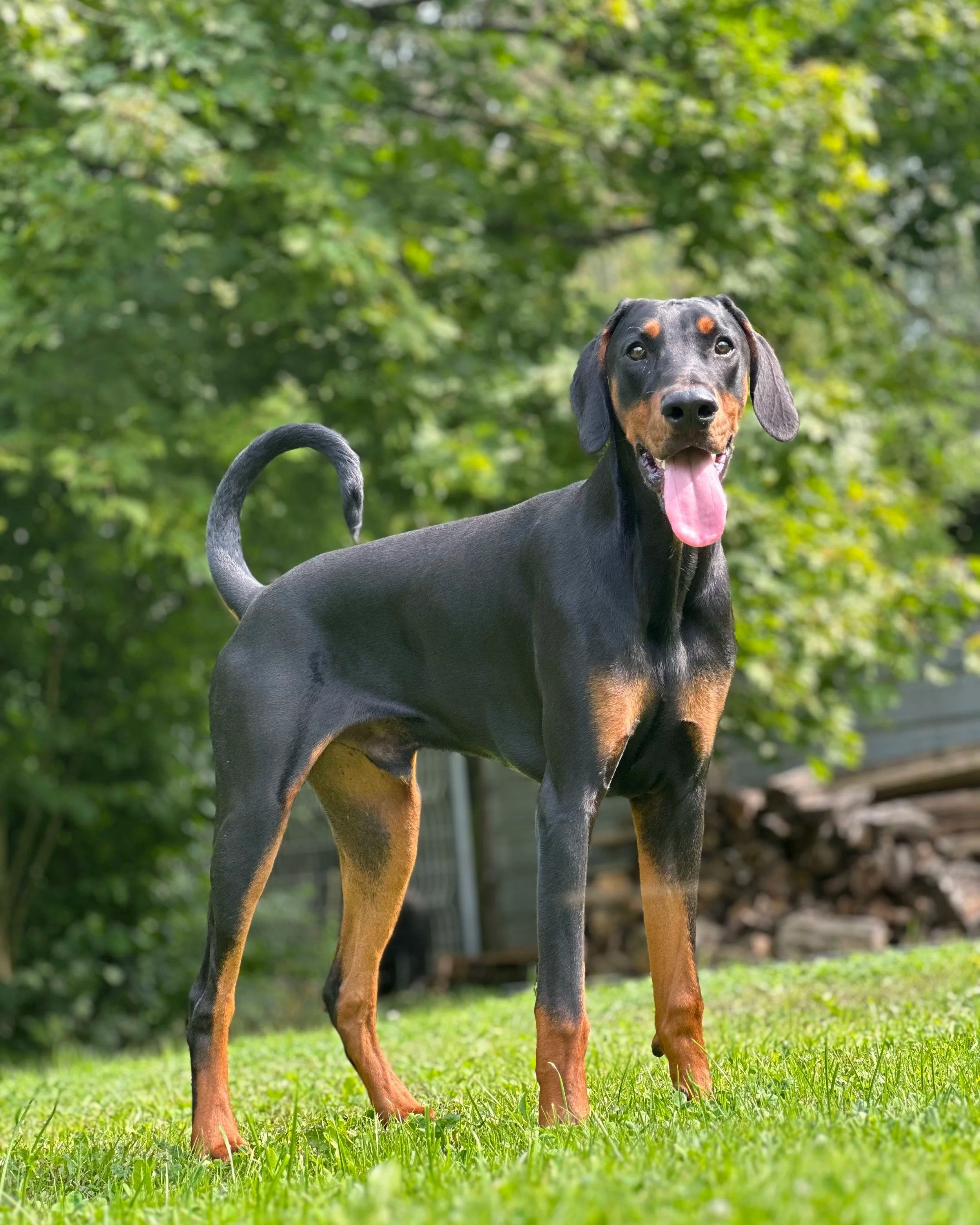 Un chien Doberman noir et feu debout sur de l'herbe dans un jardin avec des arbres verts en arrière-plan, ouvrant la bouche et montrant la langue.