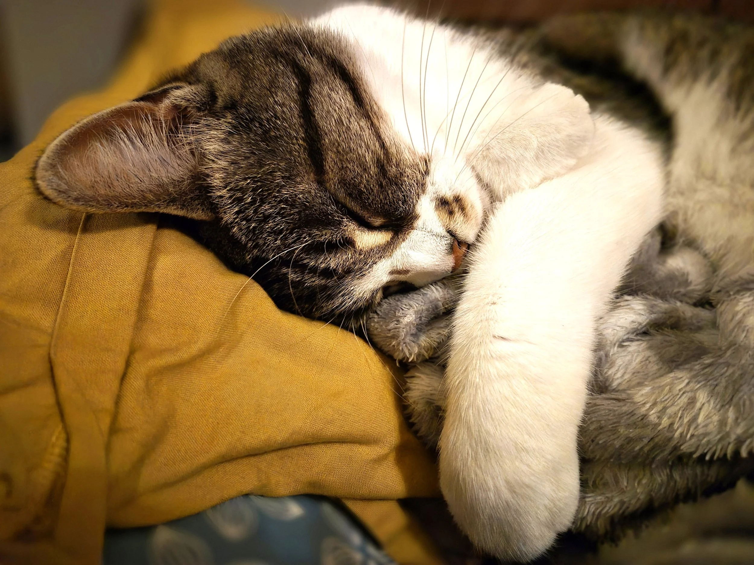 Un chat tacheté de couleurs marron, gris et blanc, endormi paisiblement, avec la tête posée sur une surface jaune.