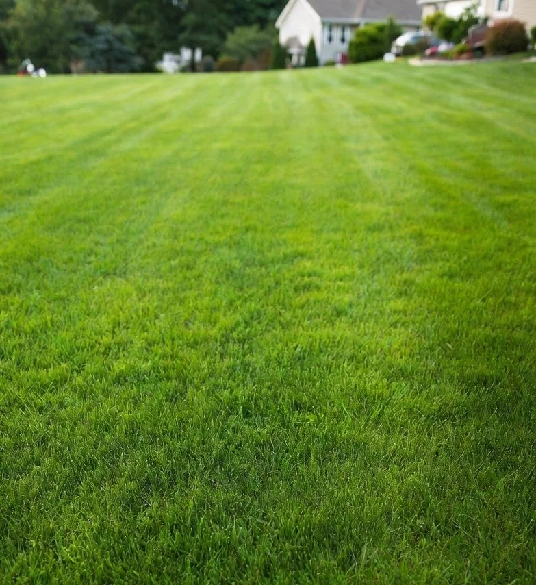 Fertilizer and weed control services in Saline & Milan MI