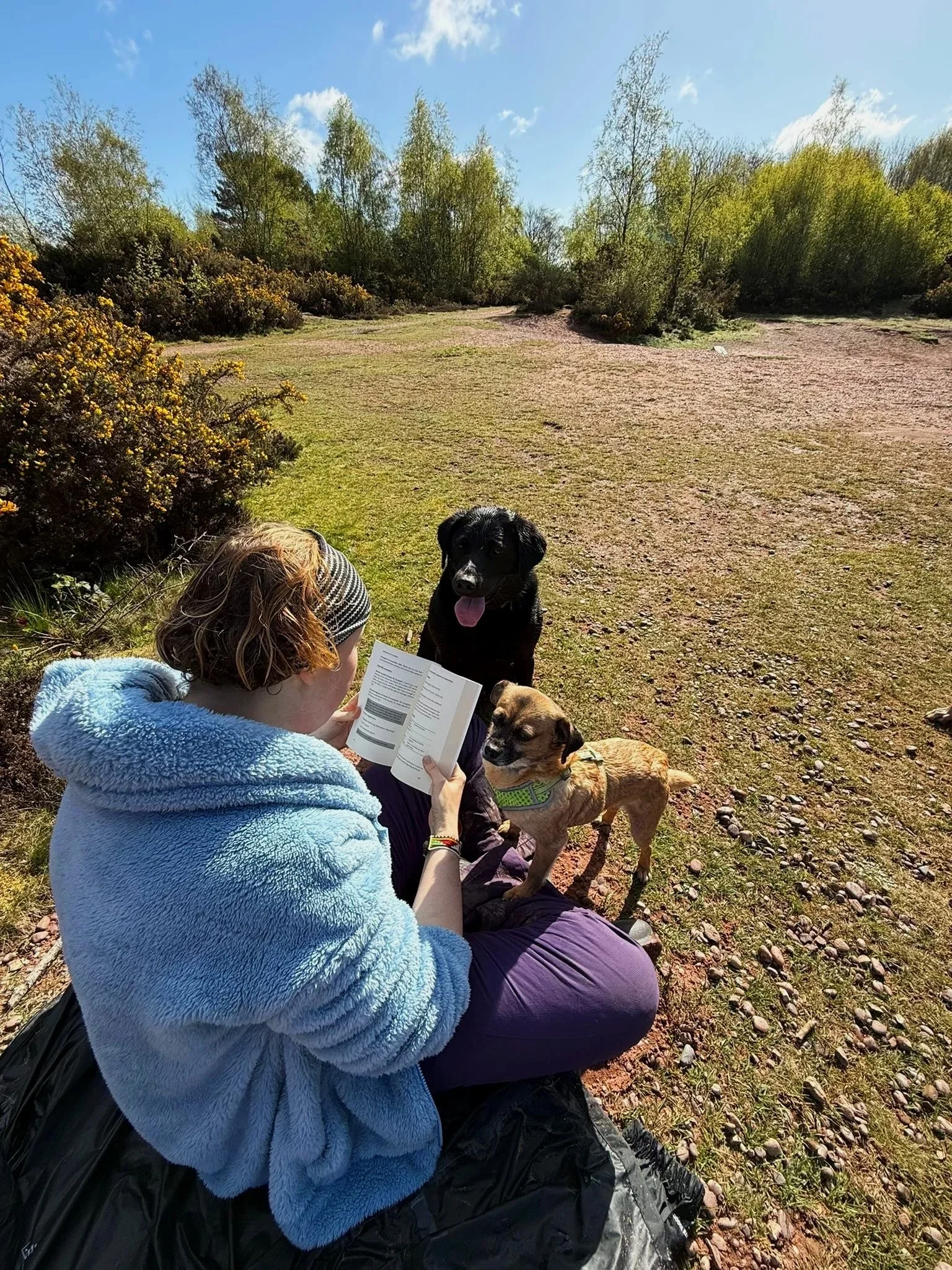 Person with red hair wearing a light blue fluffy jacket sitting on the ground, reading a paper while petting two dogs, one black and one brown, in a grassy outdoor area with trees and bushes.