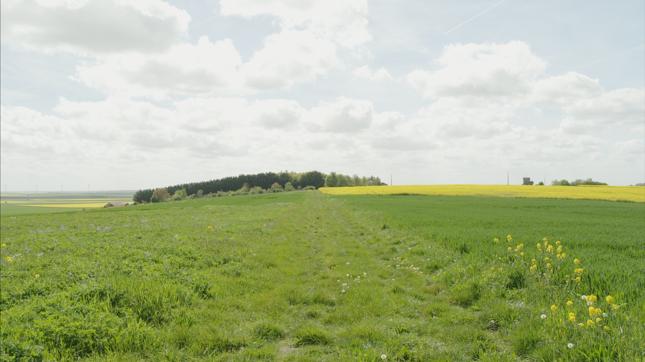 Un busard dans mon champ (en cours)